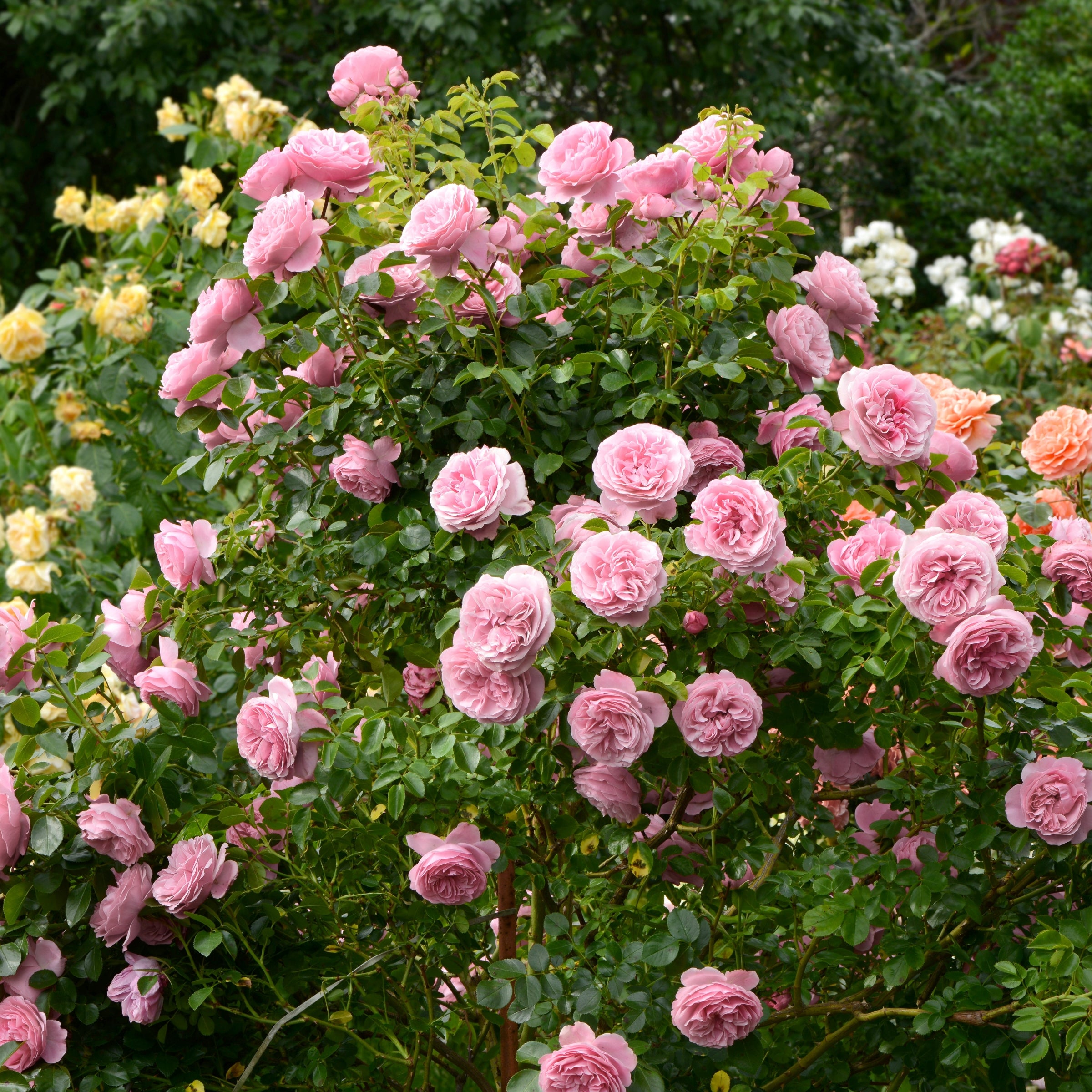 Cottage Farms Direct