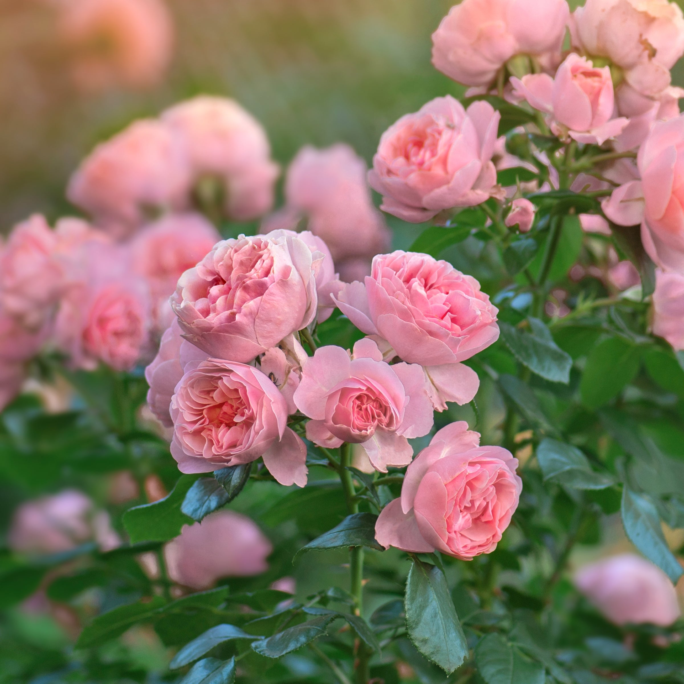 Cottage Farms Direct