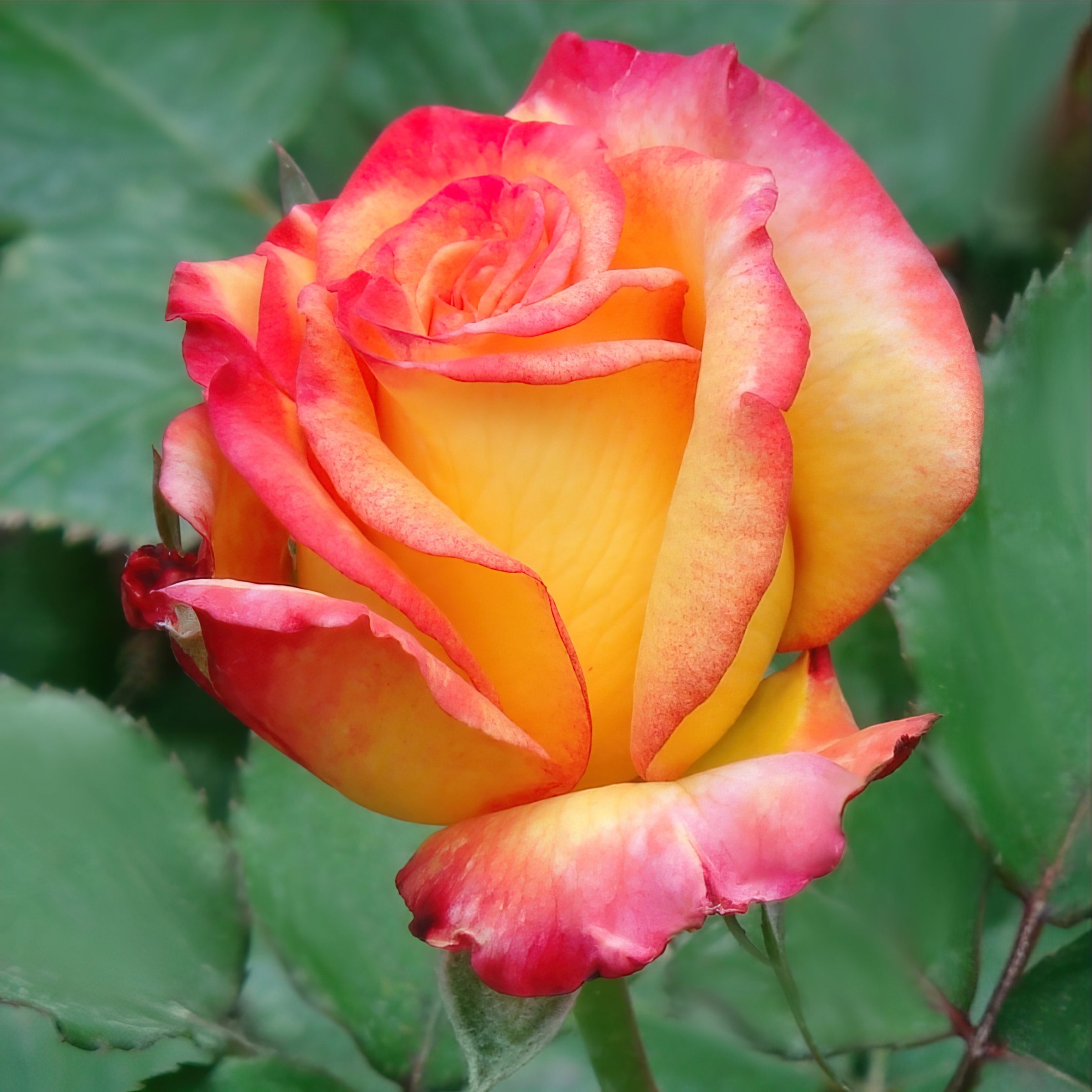 Rio Samba Rose - Bare Root