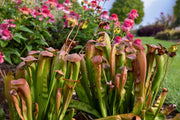 Sarracenia Bug Bat Pitcher Plant - 2.5" Pot