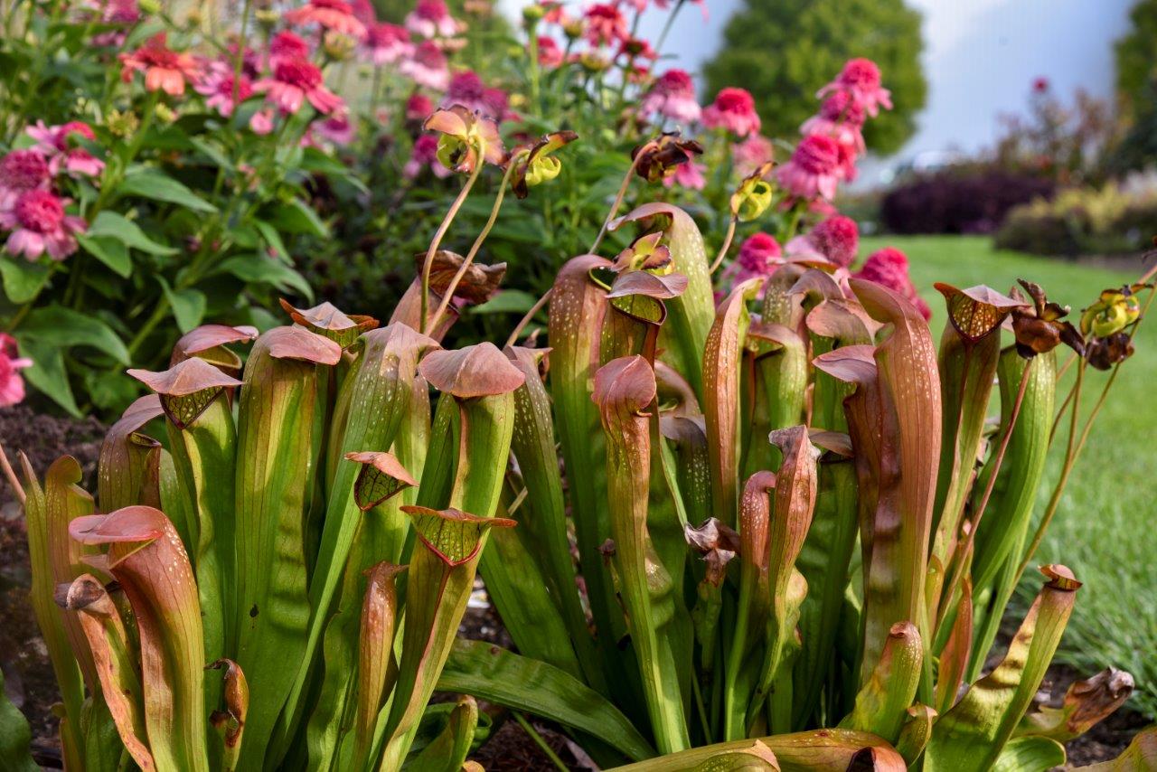 Sarracenia Bug Bat Pitcher Plant - 2.5" Pot