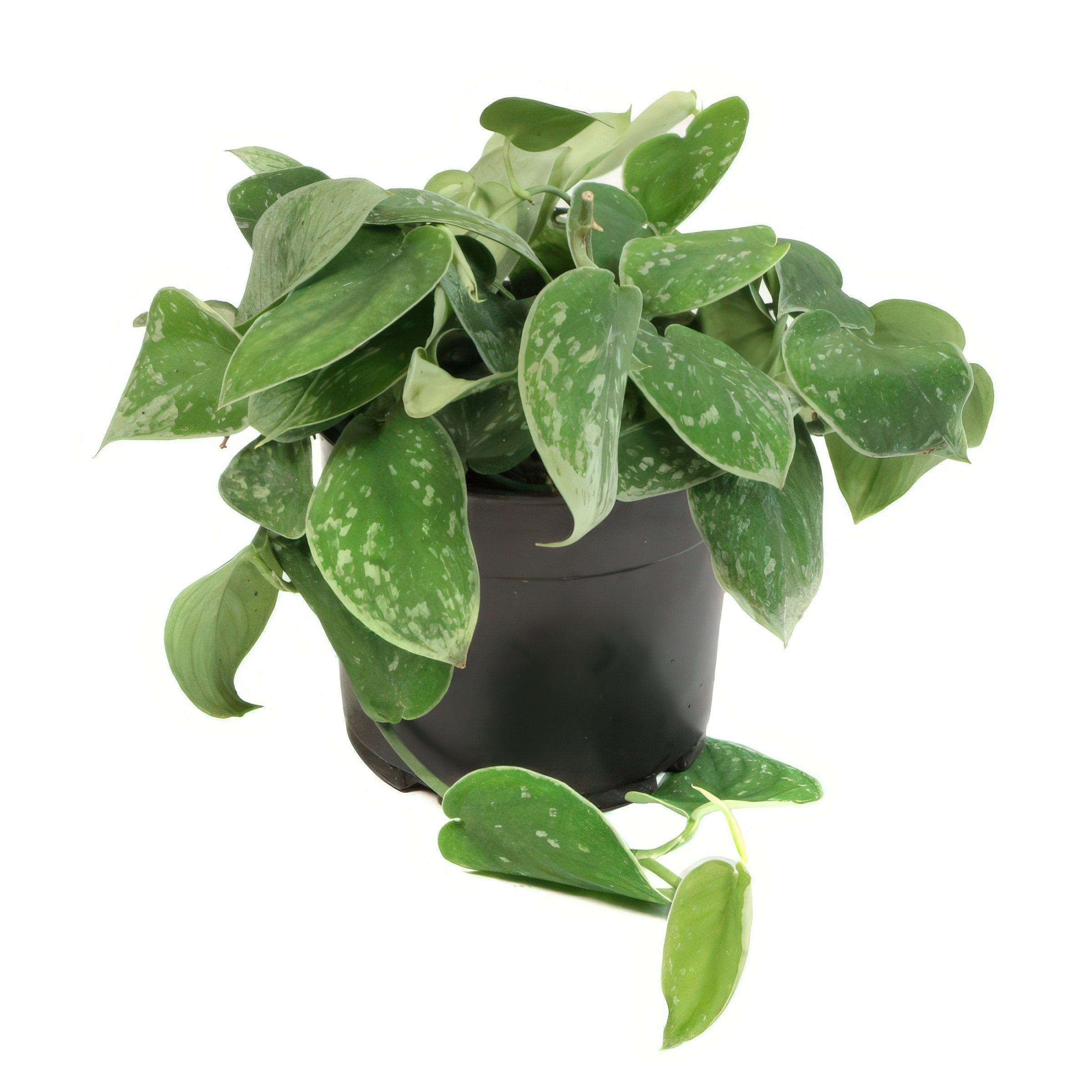 Scindapsus Silvery Ann - 5.5" Pot