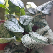 Scindapsus Silvery Ann - 5.5" Pot