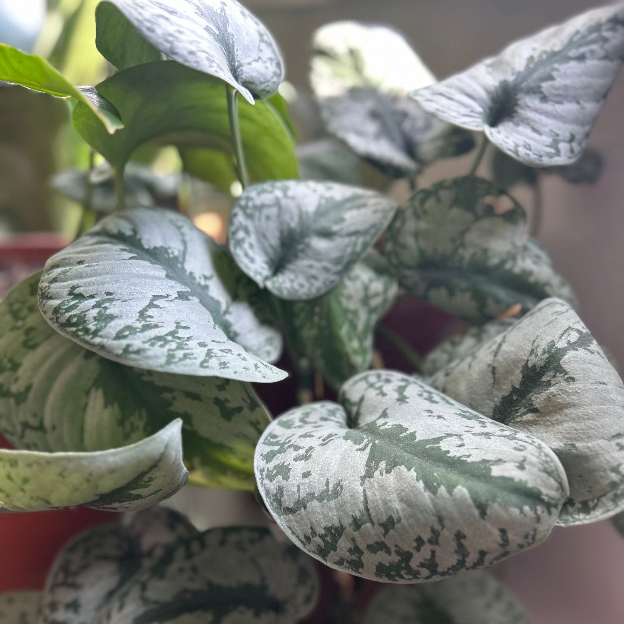 Scindapsus Silvery Ann - 5.5" Pot