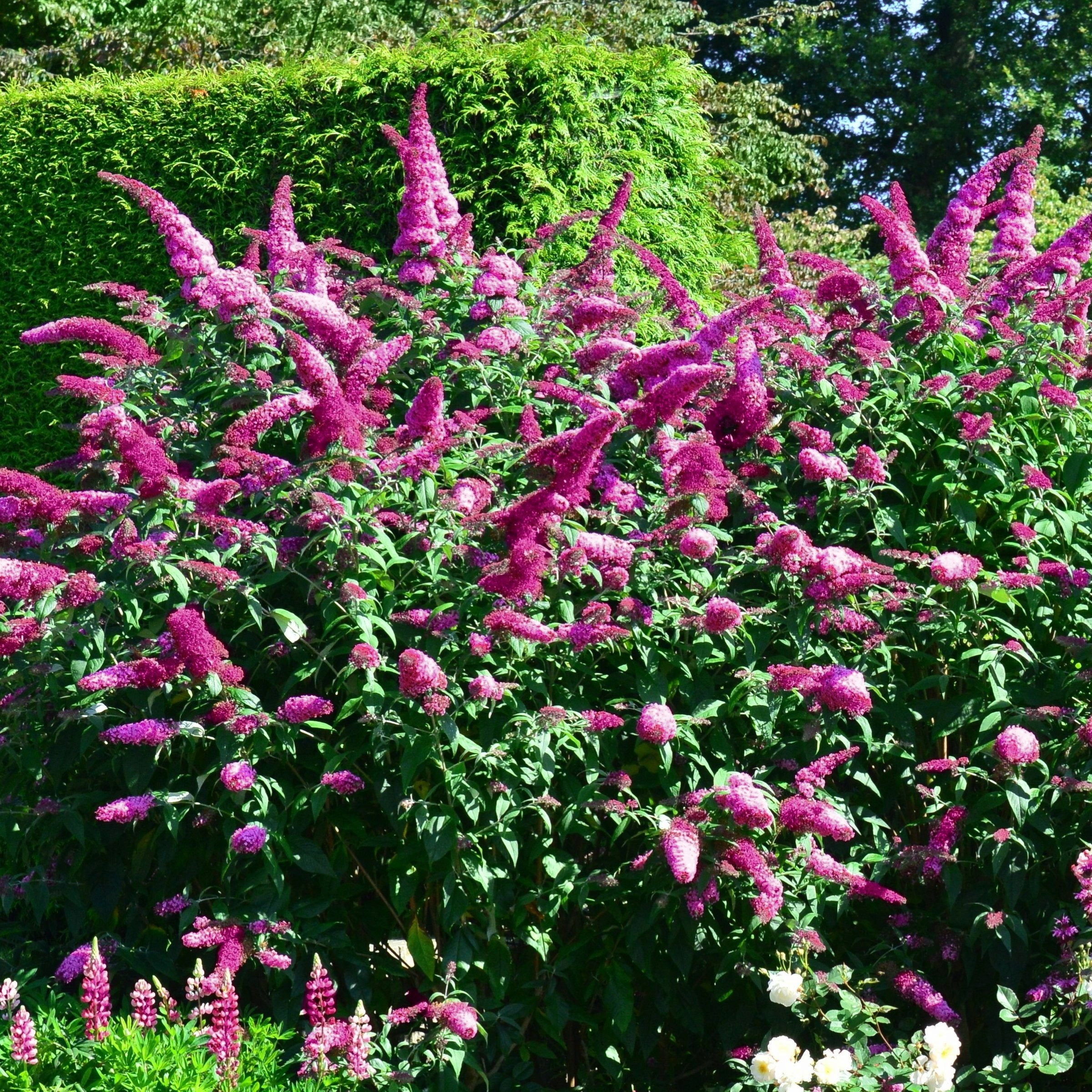 Cottage Farms Direct