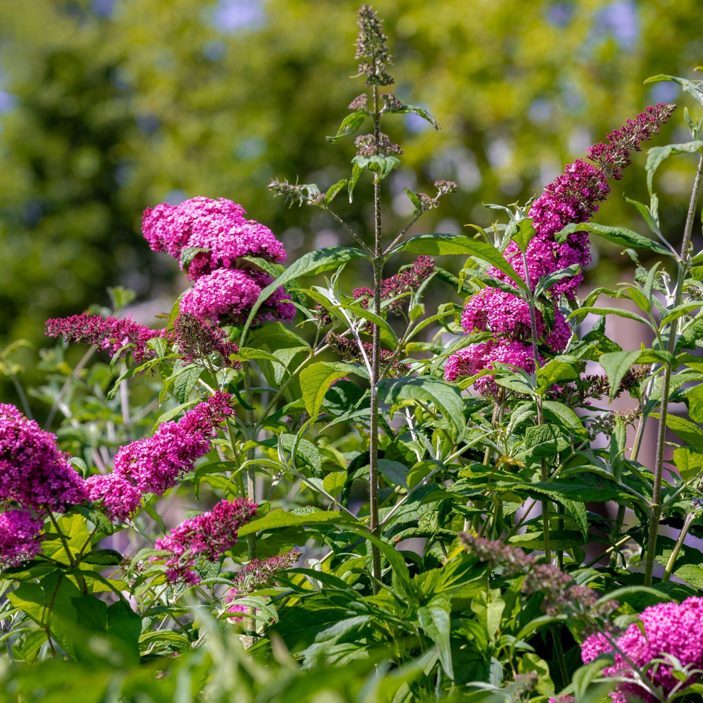 Royal Red' Butterfly Bush - 1 Gallon Pot