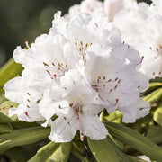 Rhododendron, Azalea, FlorAmore® 'White' - 3 Gallon Pot (PICK UP ONLY)