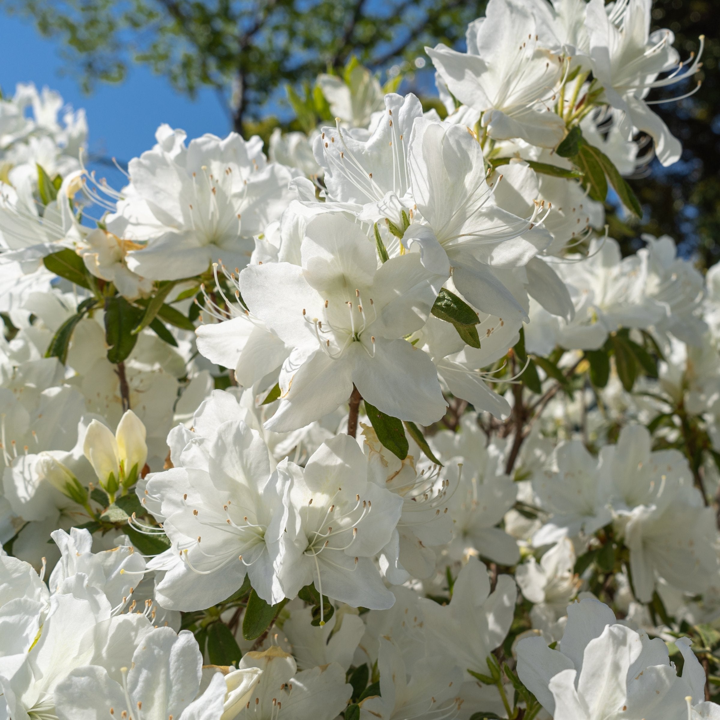 Rhododendron, Azalea, FlorAmore® 'White' - 3 Gallon Pot (PICK UP ONLY)