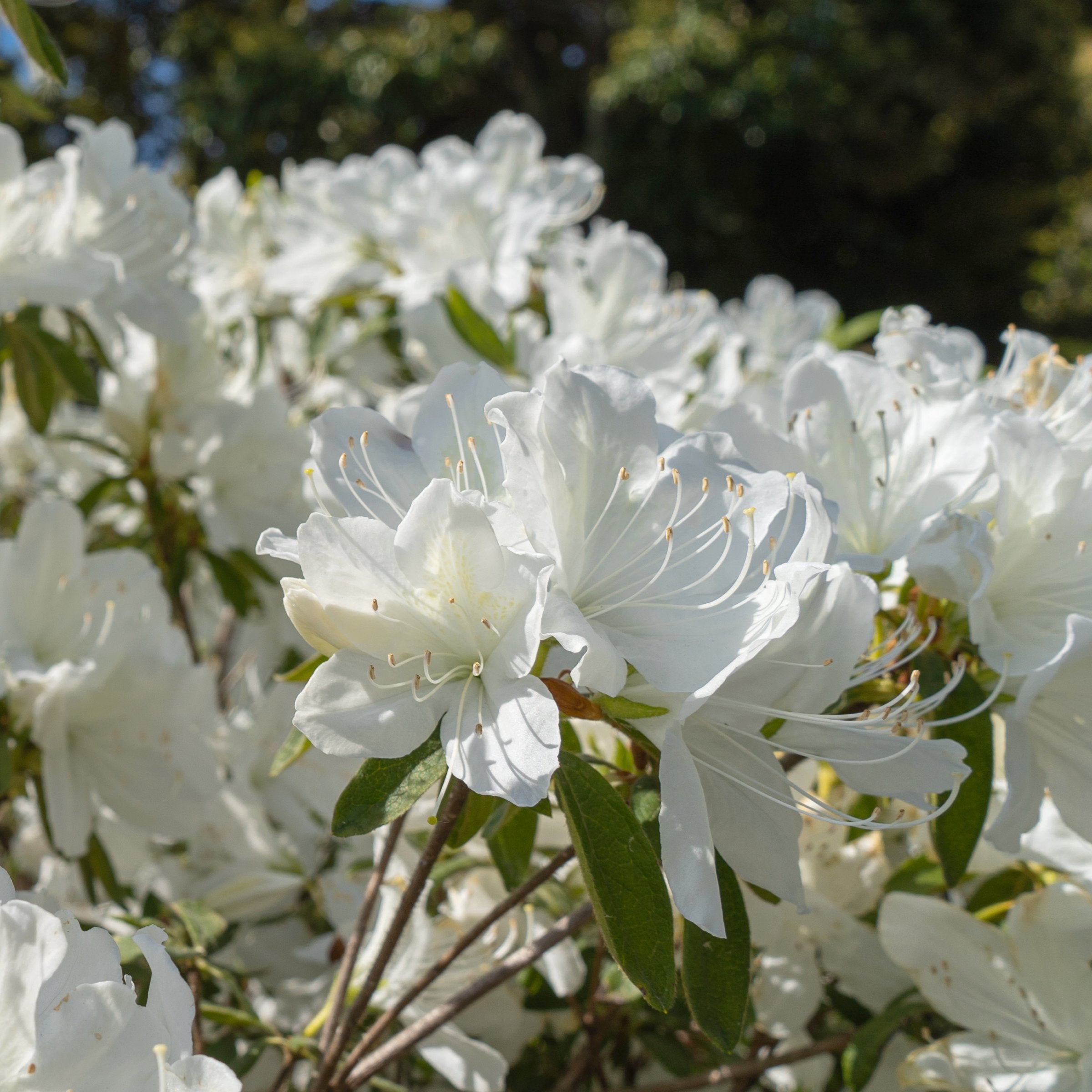 Cottage Farms Direct