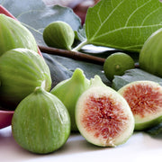 Ficus carica 'Kadota' - 1G Pot