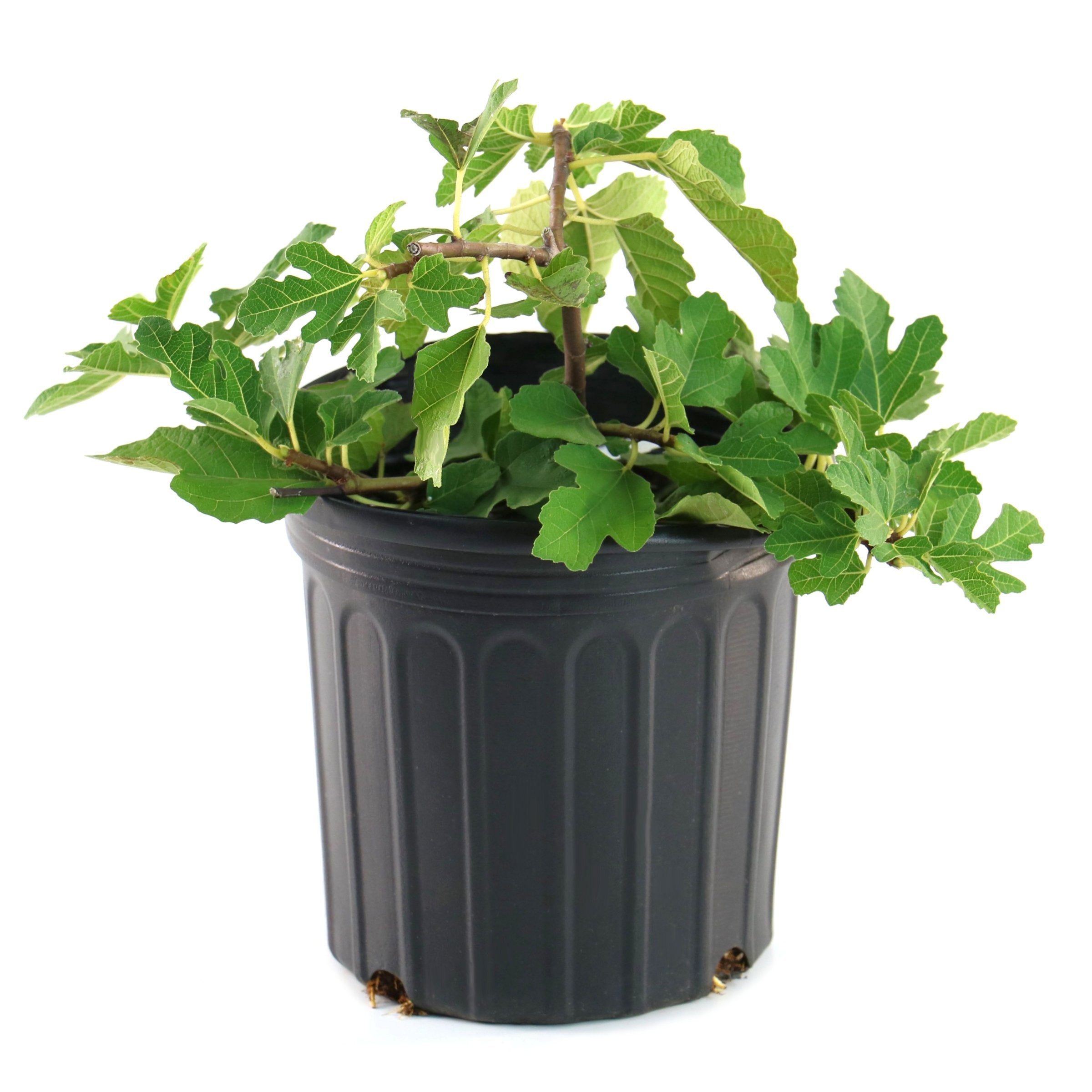 Ficus carica 'Kadota' - 1G Pot