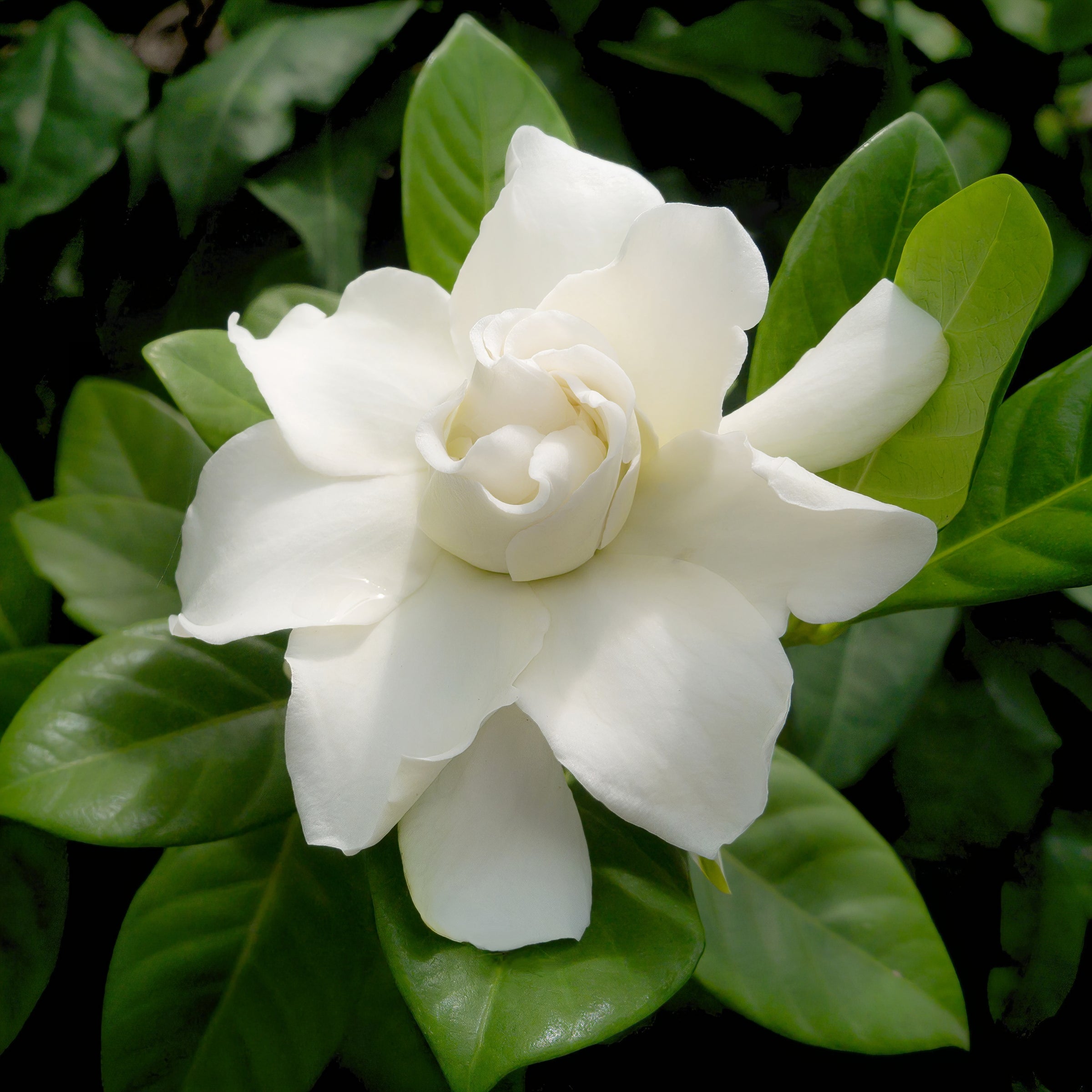 'Aimee' Gardenia Standard Tree - 1 Gallon Pot