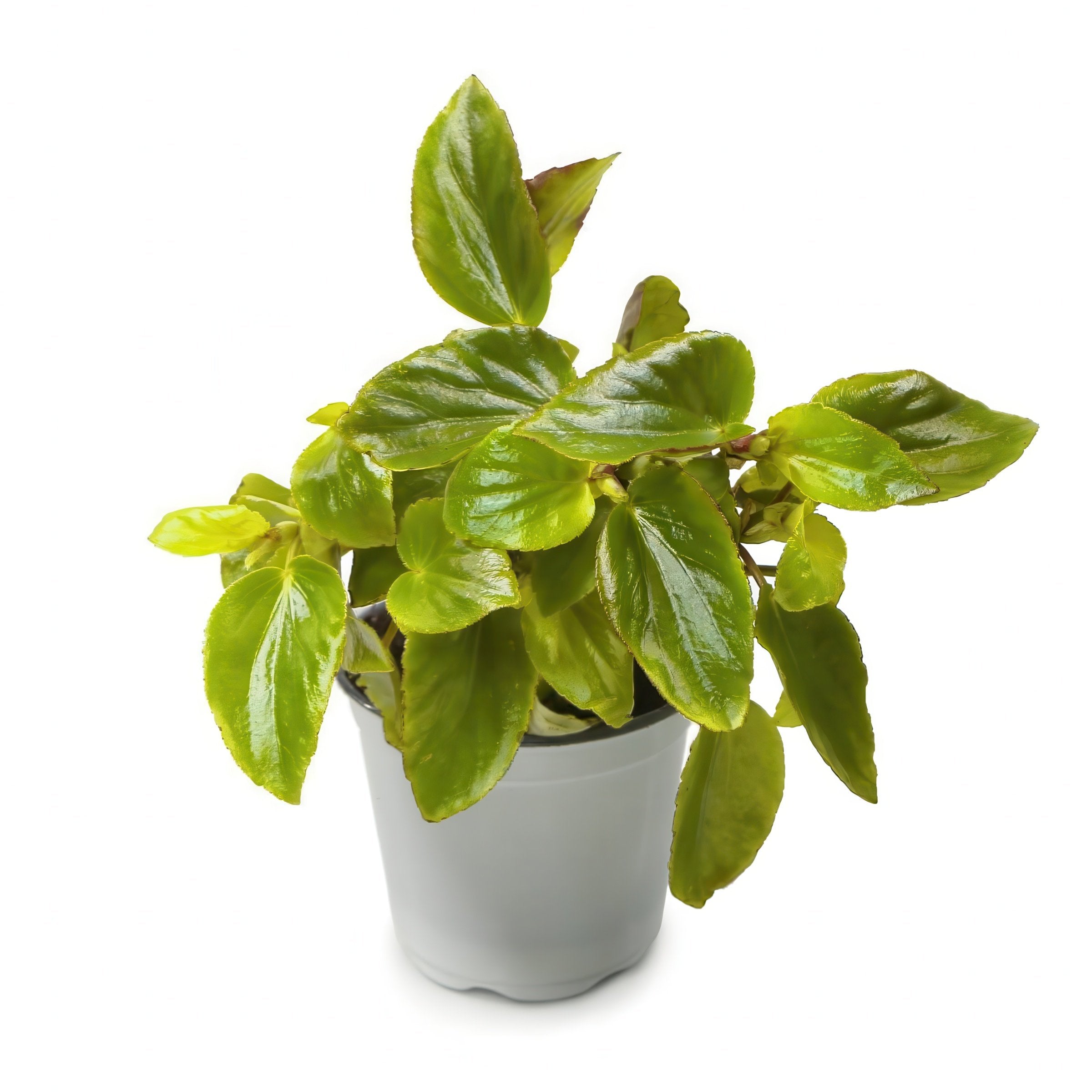 'Canary Wings' Begonia - 4" Pot (PICK UP ONLY)