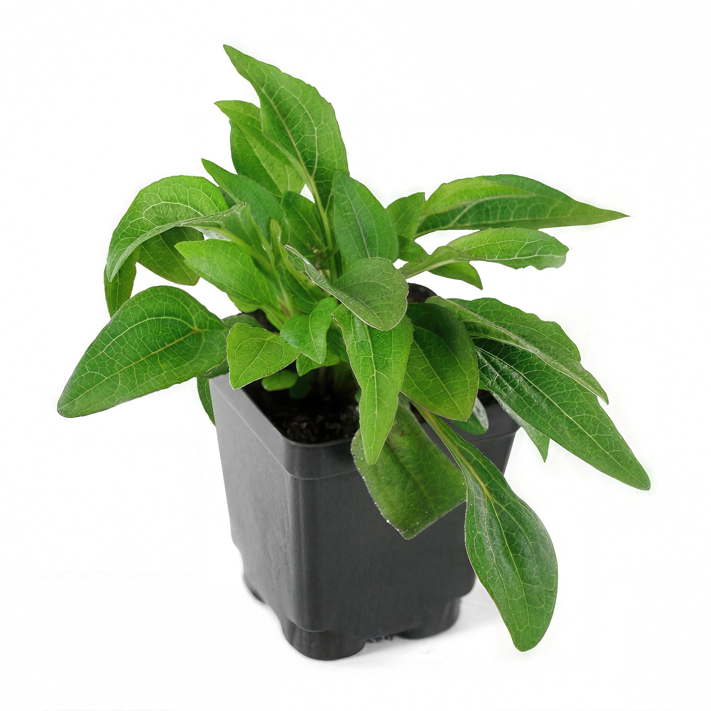 Echinacea Purple Coneflower - 3.25" Pot