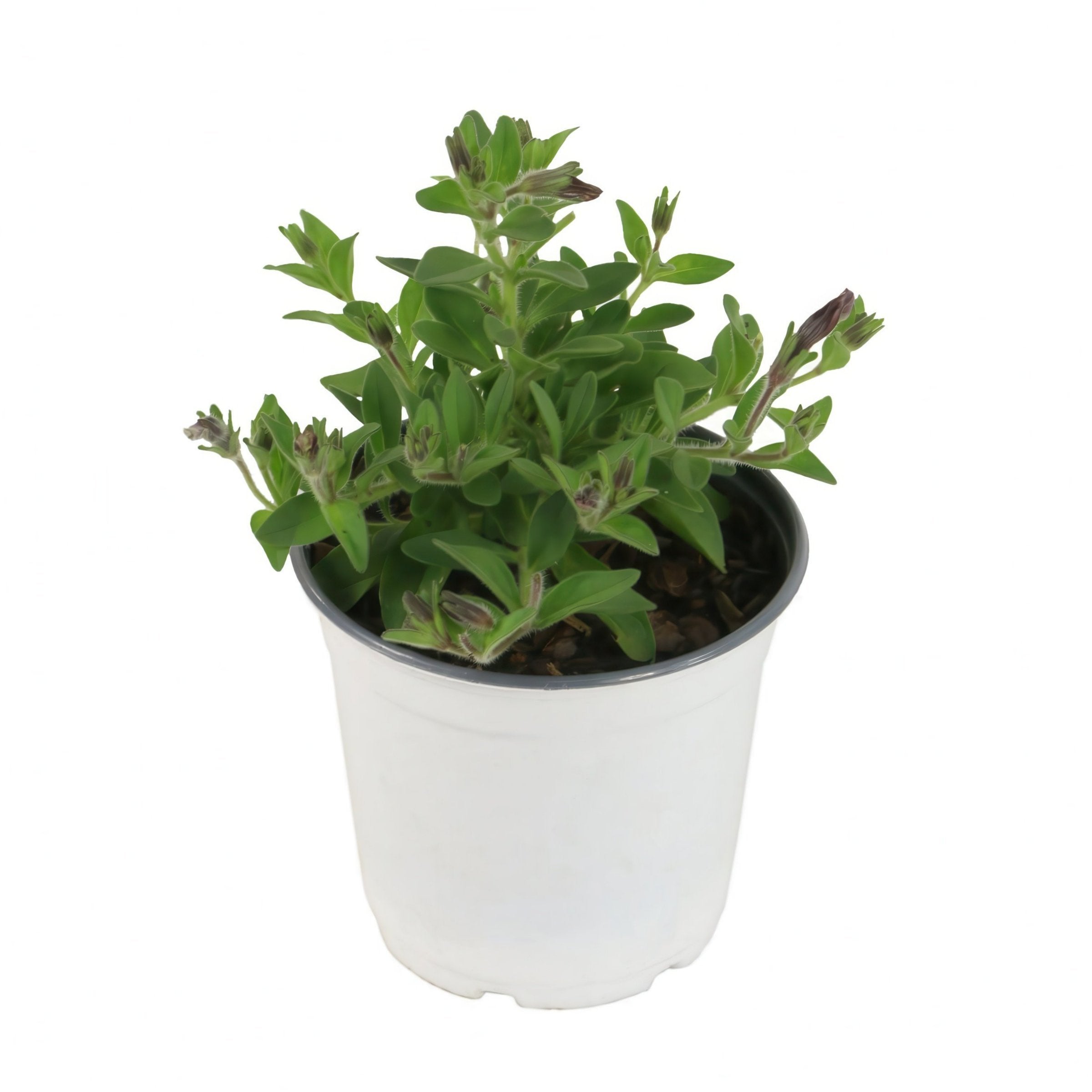 Petunia 'Starry Skies' Light Pink Sky - 4" Pot