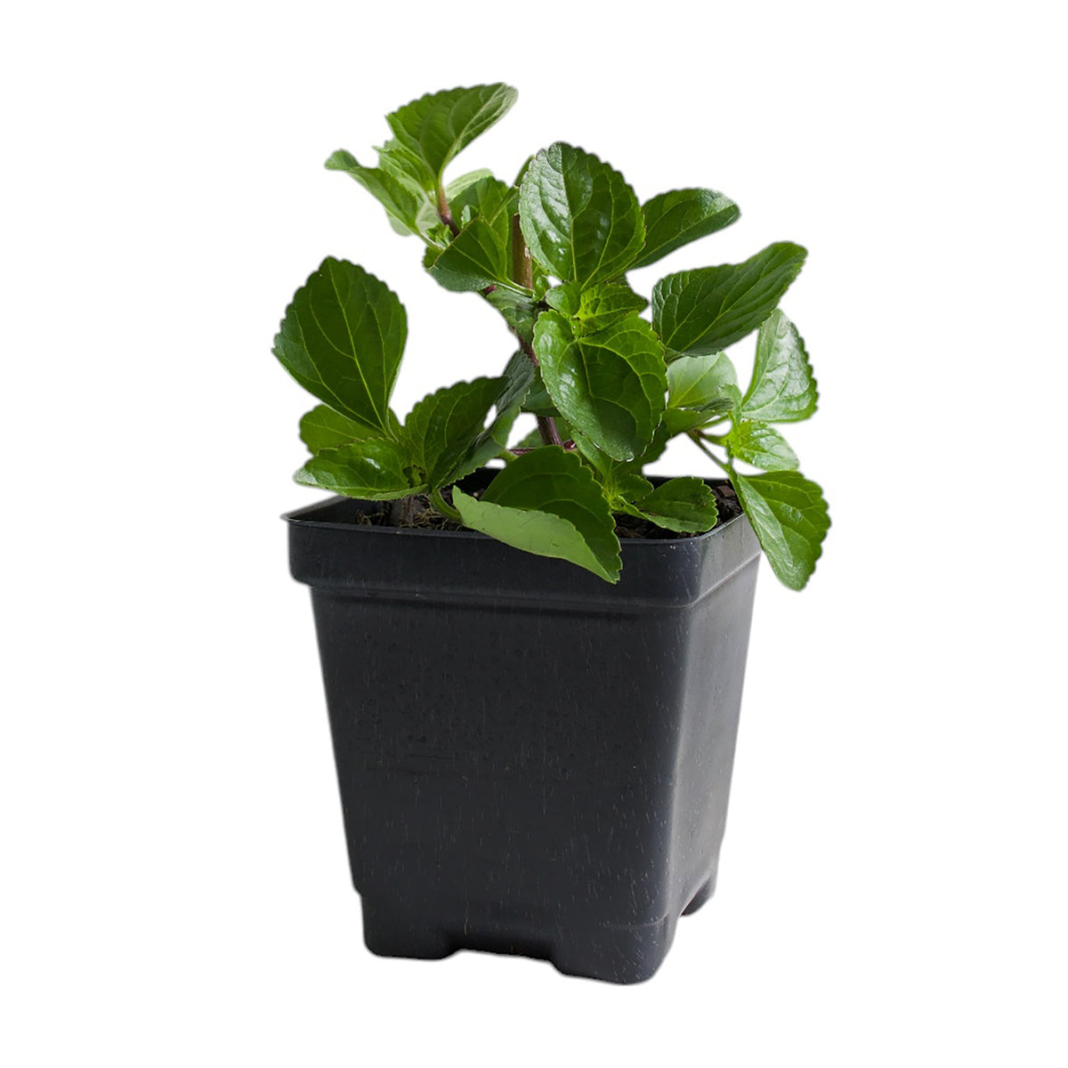 Ageratum Monarch Magic - 3.25" Pot (NOVEMBER PICK UP SALE)