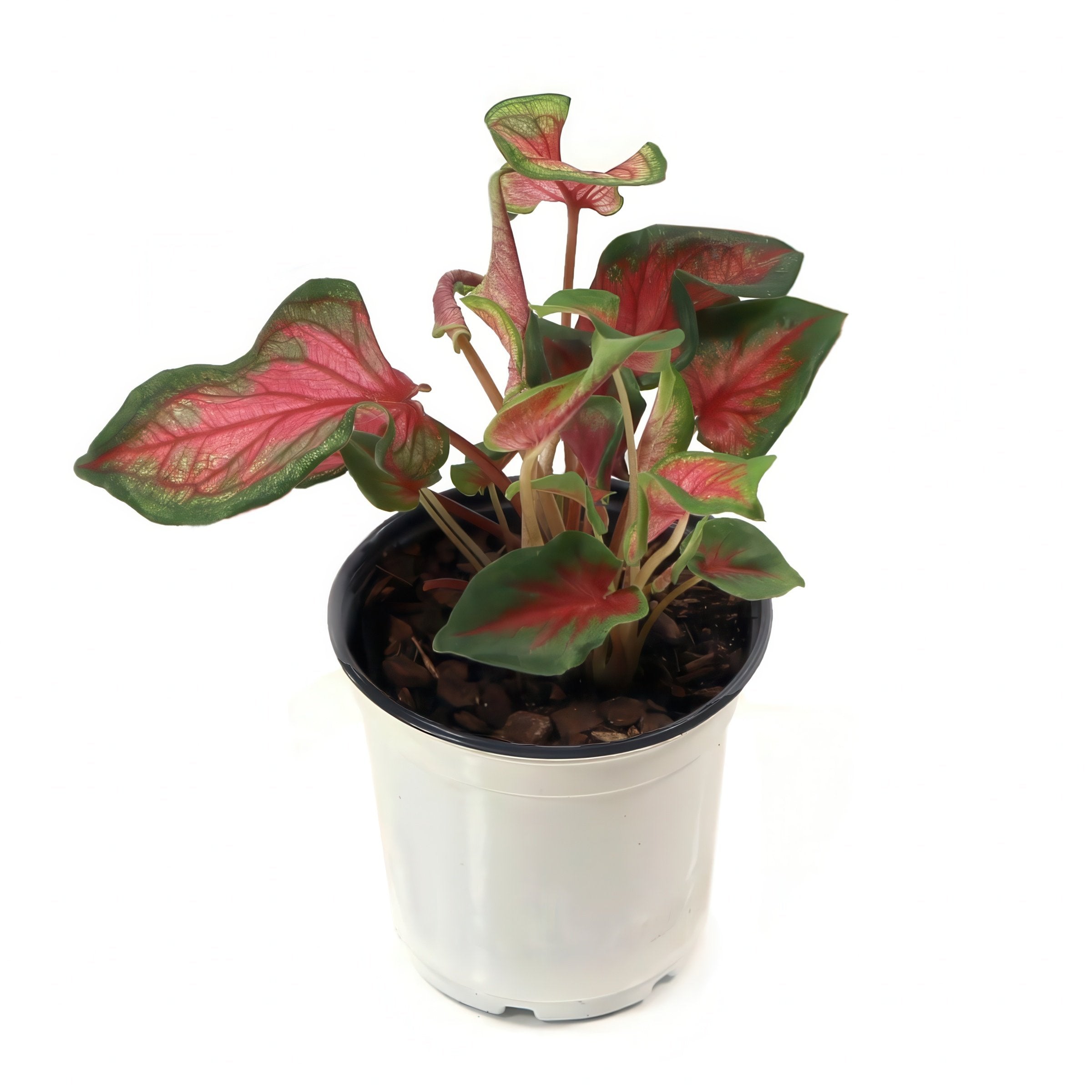 'Party Punch' Caladium - 4" Pot