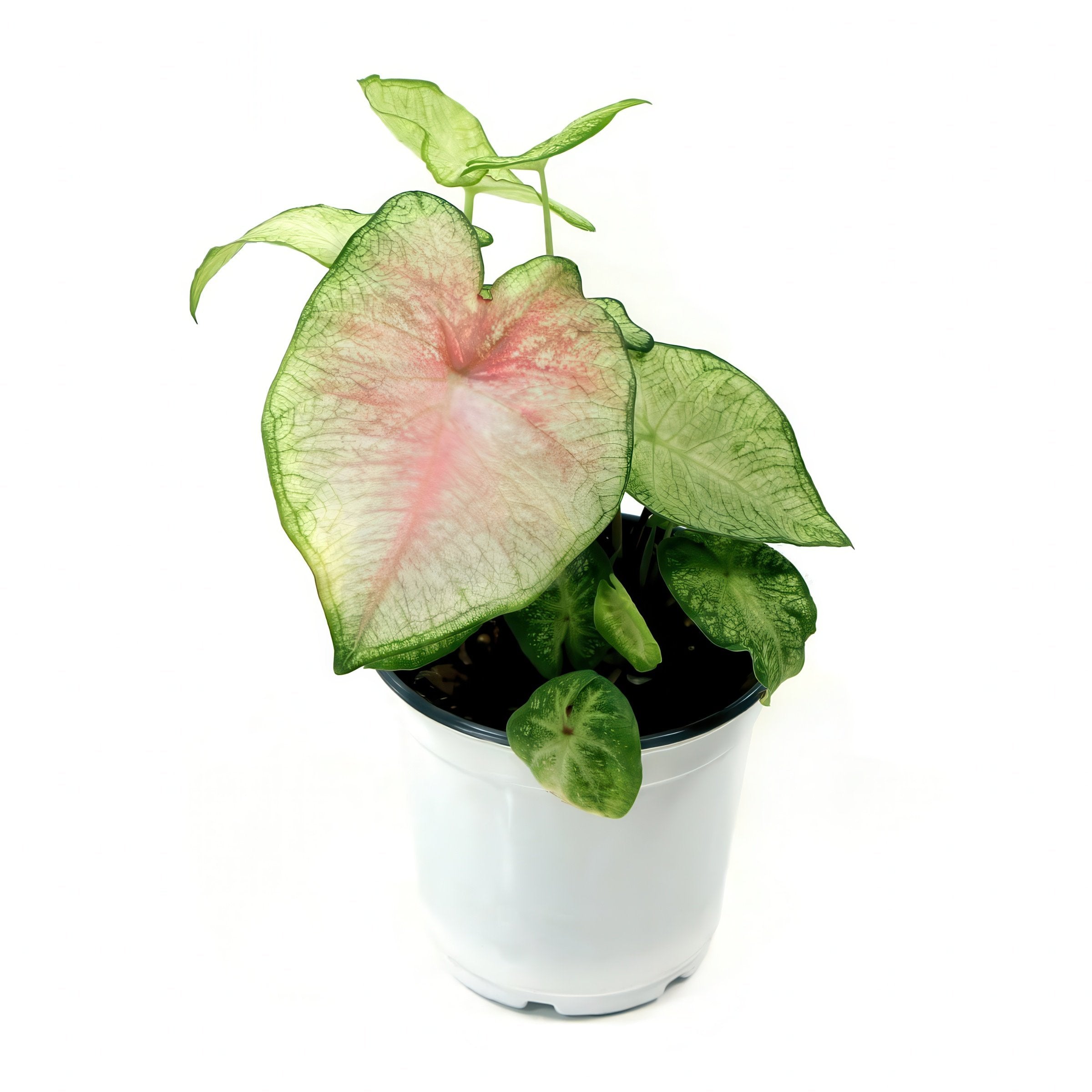'Southern Charm' Caladium - 4" Pot