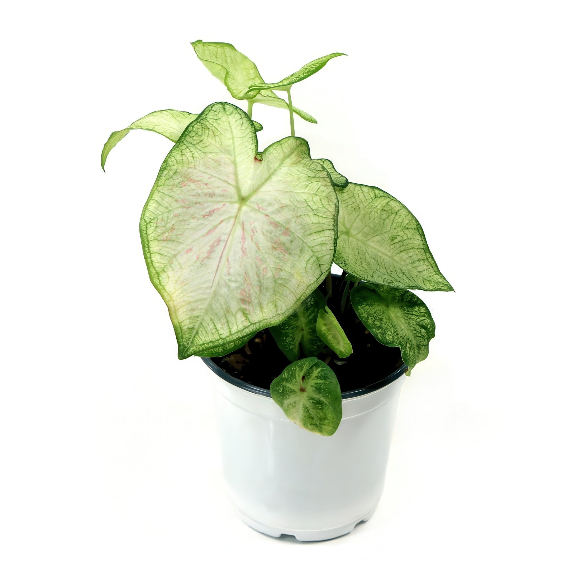'Candyland' Caladium - 4" Pot
