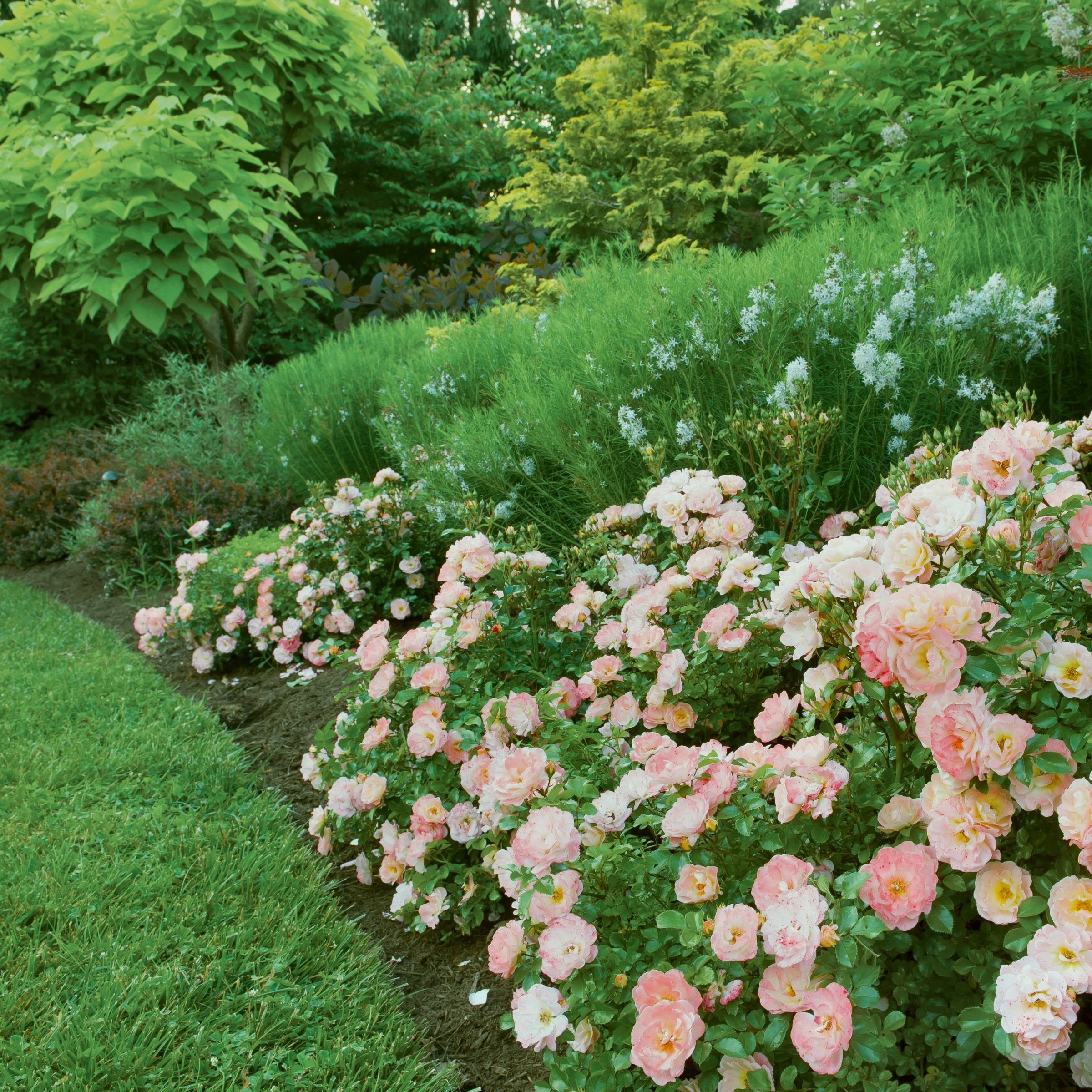 Rose Peach Drift® - 3 Gallon (PICK UP ONLY)