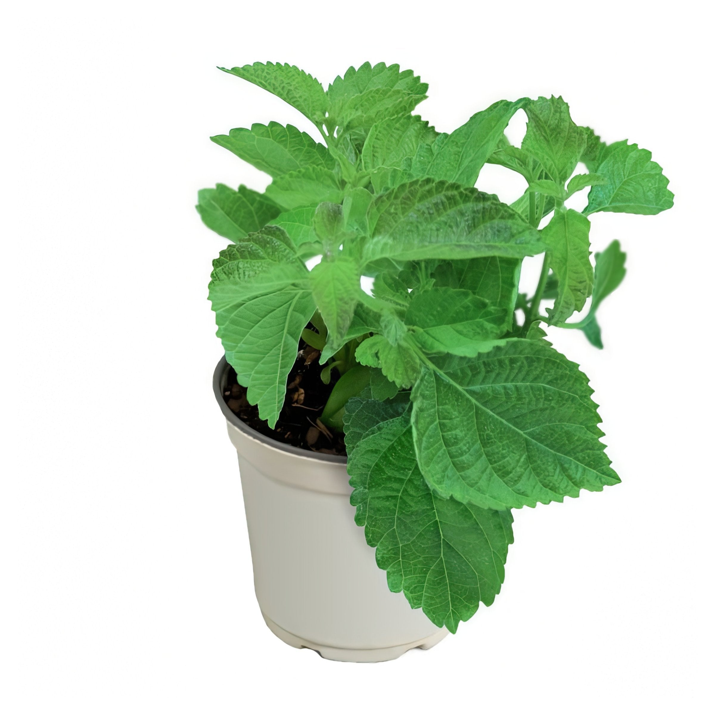 Lantana, Little Lucky™ 'Lavender' - 2.5" Pot / Box of 4