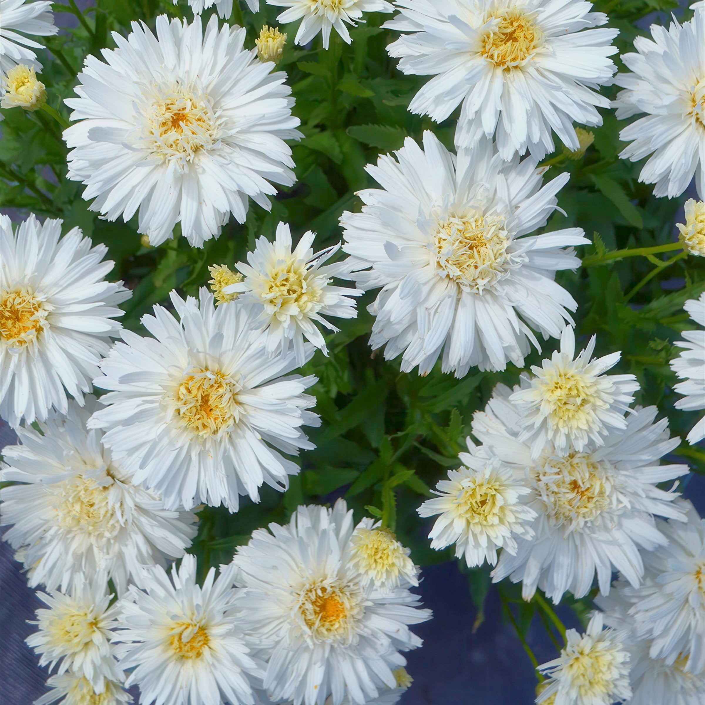 Leucanthemum 'Alaska' (Alaska Shasta Daisy)  - Bare Root (PICK UP ONLY)