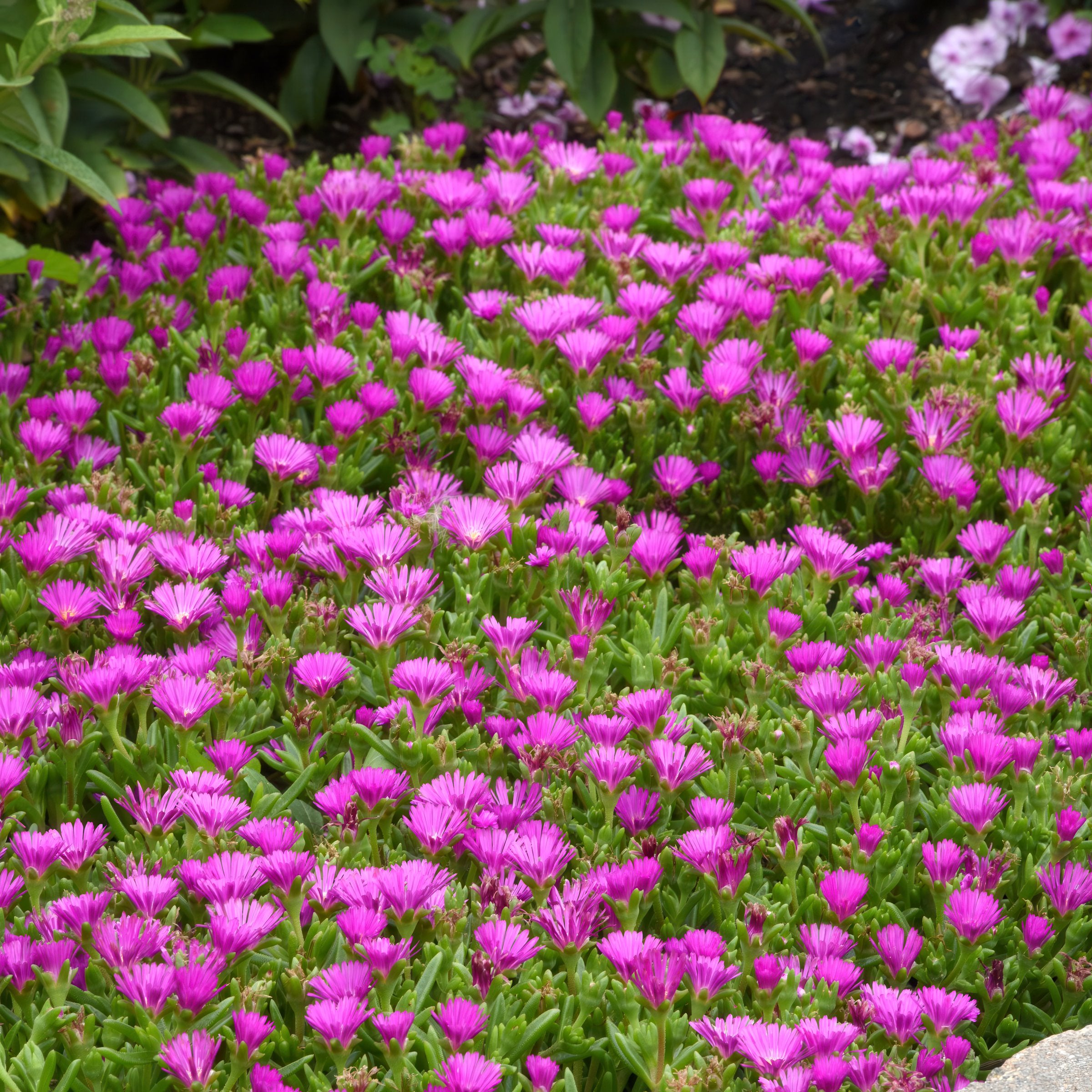 4 Piece Delosperma 'Ocean Sunset™ Violet' - 2.5" Pot