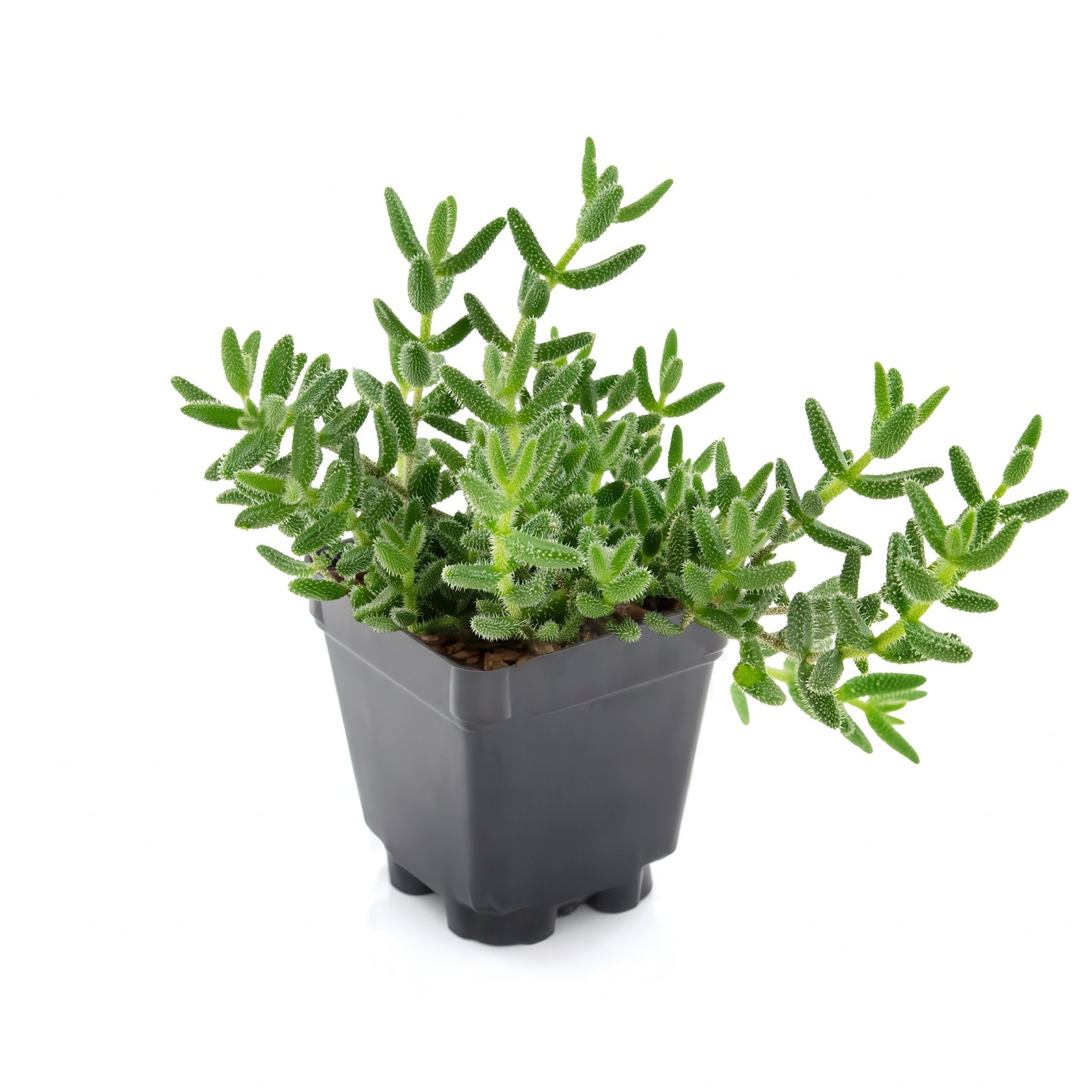 4 Piece Delosperma 'Fire Spinner' - 2.5" Pot