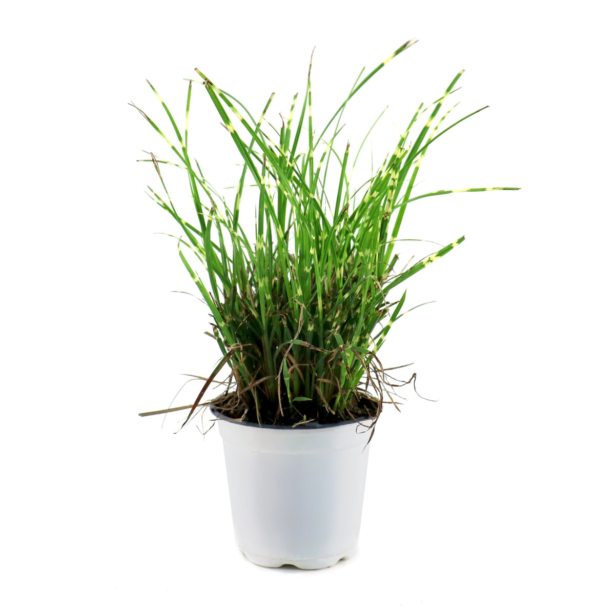 Miscanthus Malepartus - 4" Pot