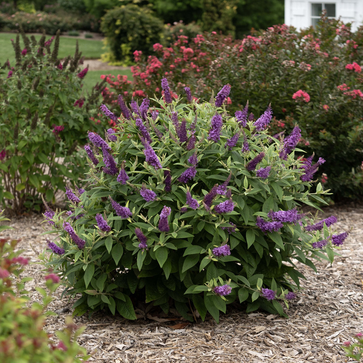 Buddleia Dapper™ Lavender Butterfly Bush - 4" Pot