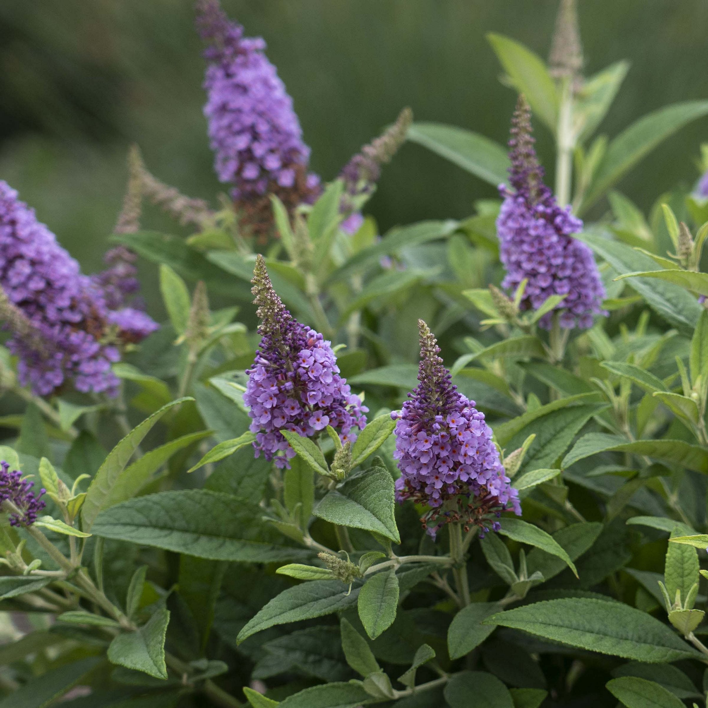 Buddleia - Dapper Lavender Butterfly Bush - 3 Gallon (Pick Up Only)