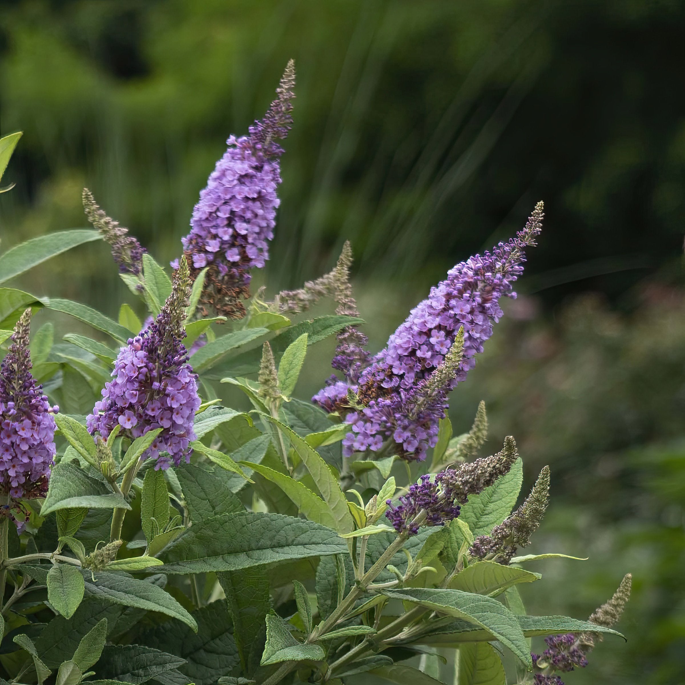 Buddleia - Dapper Lavender Butterfly Bush - 3 Gallon (Pick Up Only)