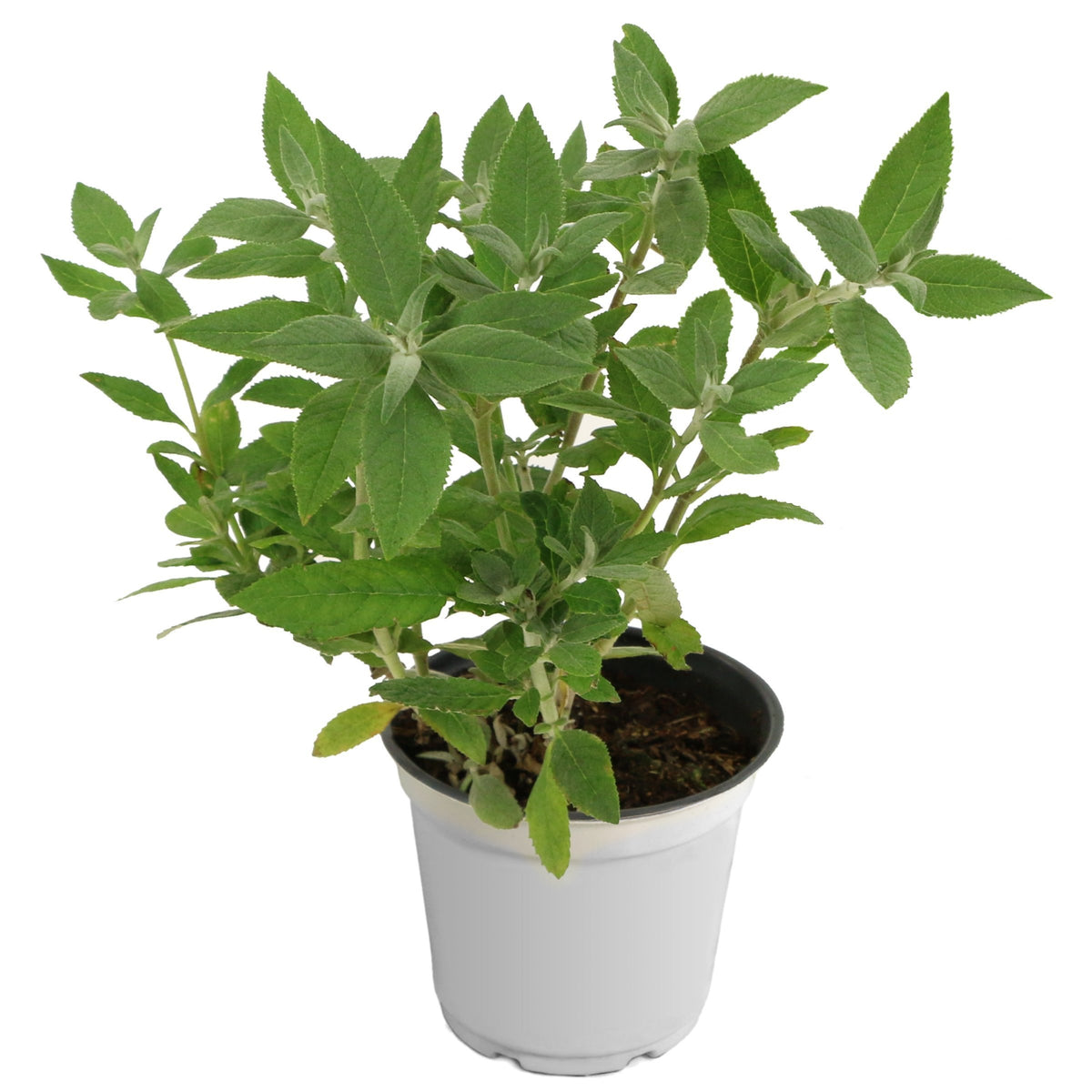 Buddleia Dapper® Pink Butterfly Bush - 4" Pot