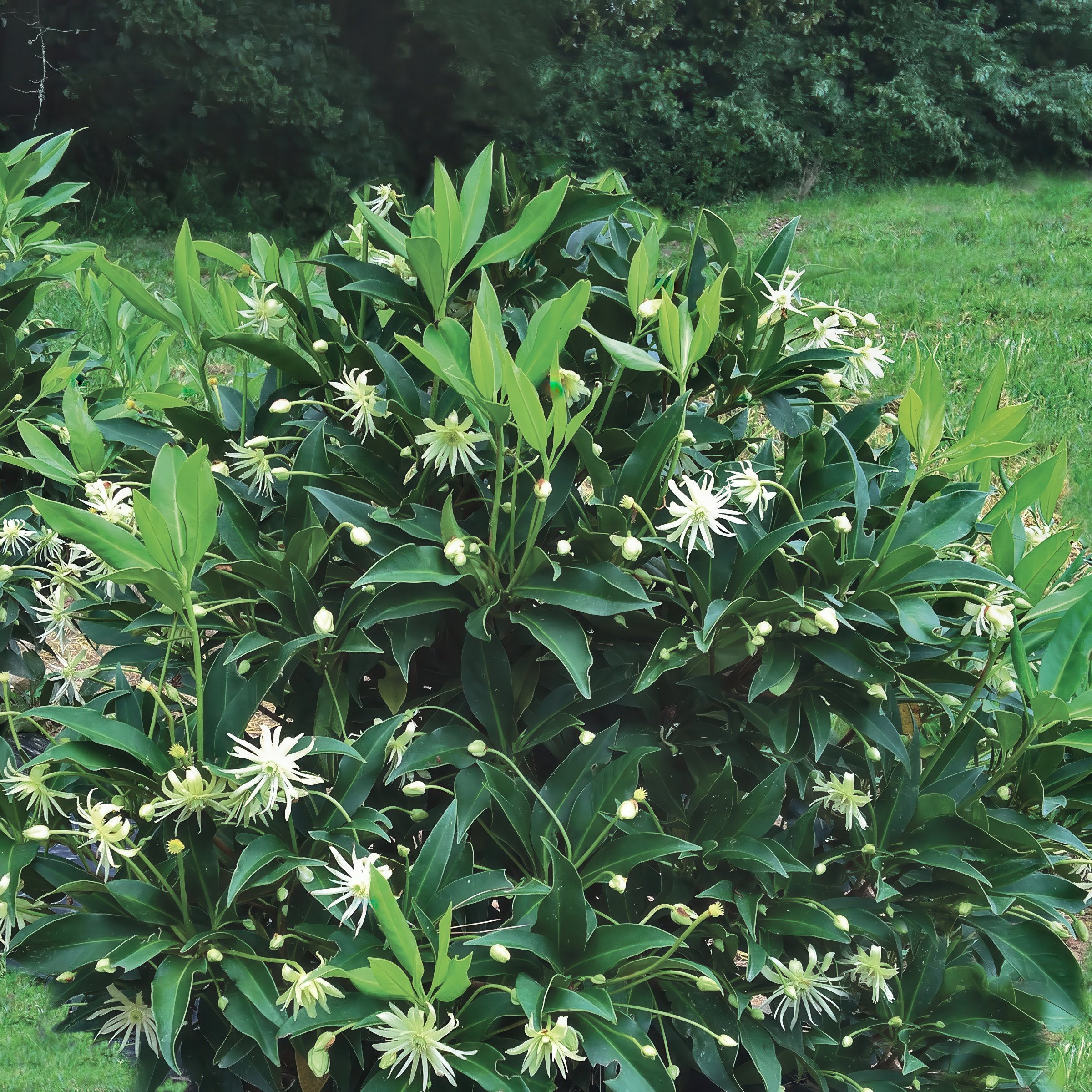 Illicium  'Orion' Star Flower Shrub - 1 Gallon Pot