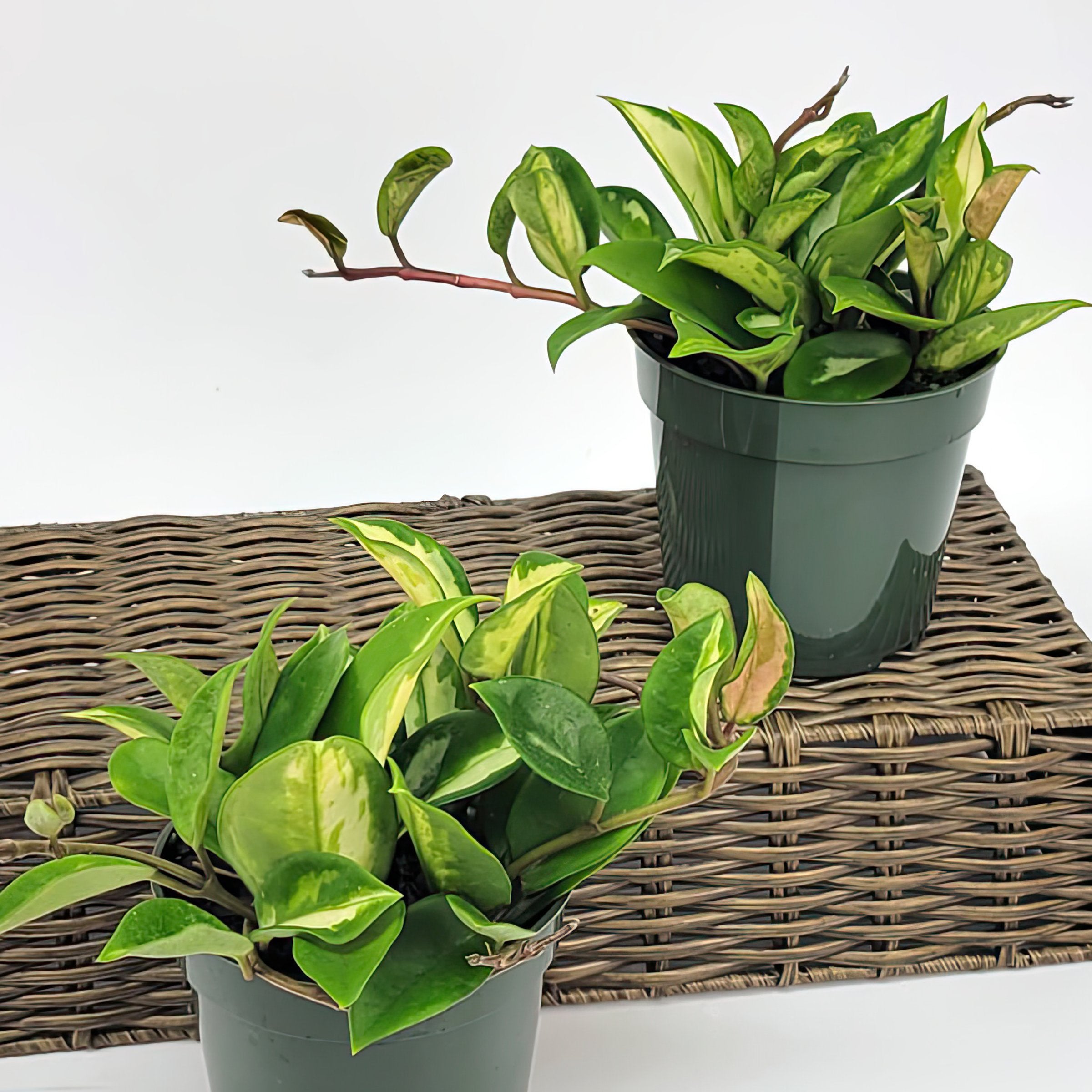 Hoya carnosa 'Variegated Tricolor' -10" Hanging Basket