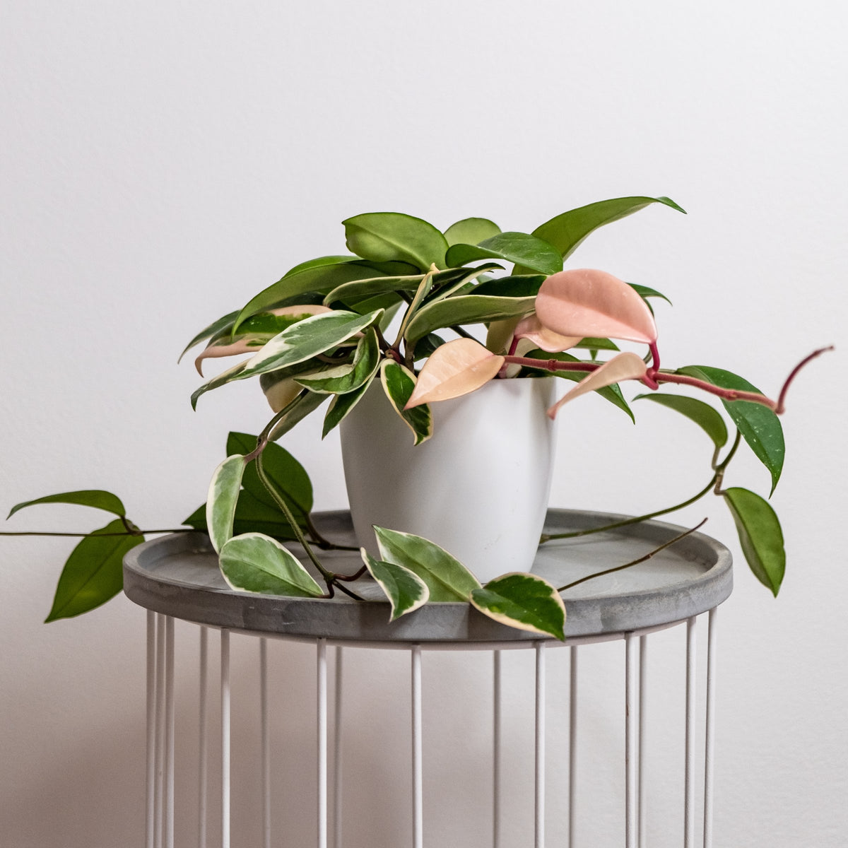 Krimson Queen, Hoya Wax Plant - 10" Hanging Basket