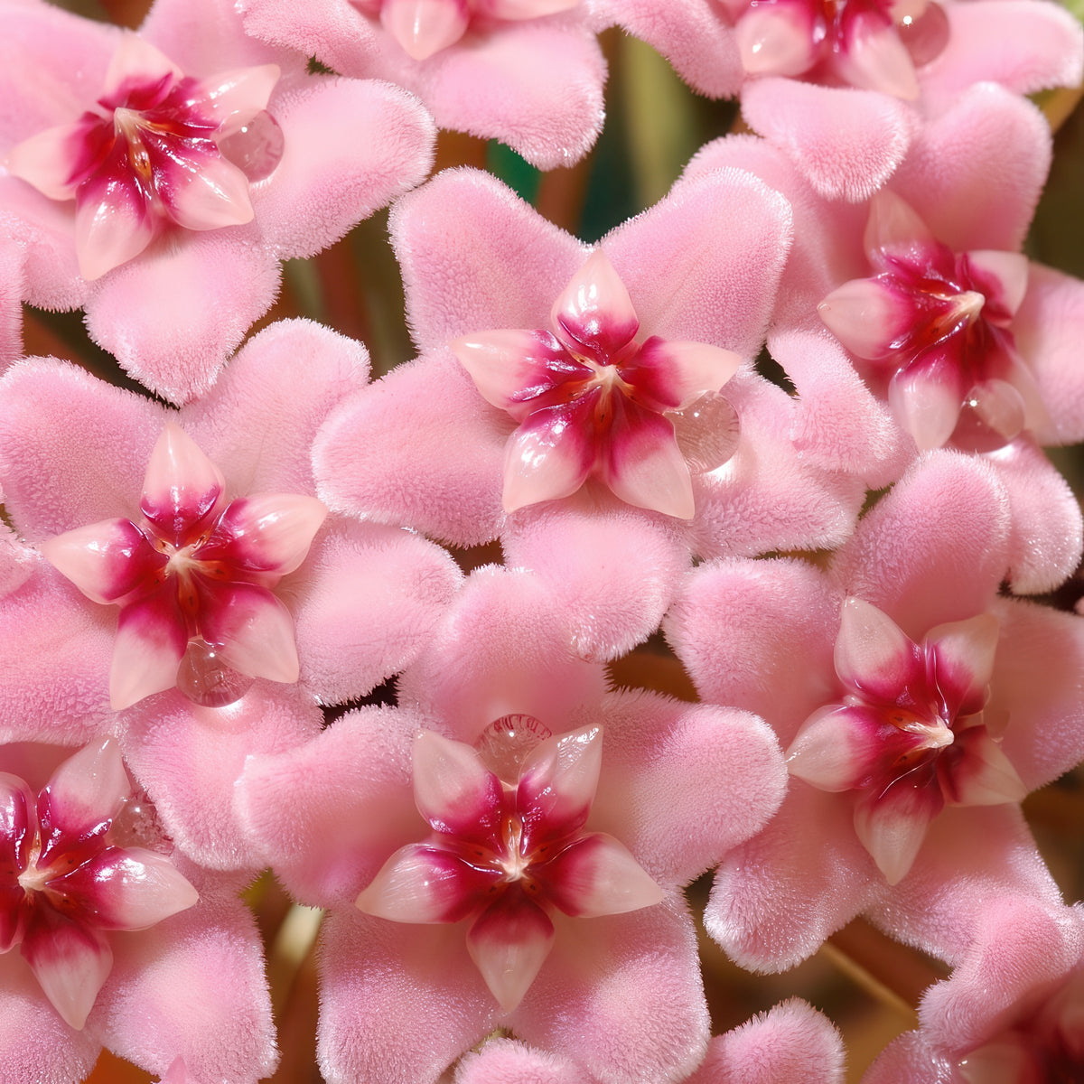 Krimson Queen, Hoya Wax Plant - 10" Hanging Basket