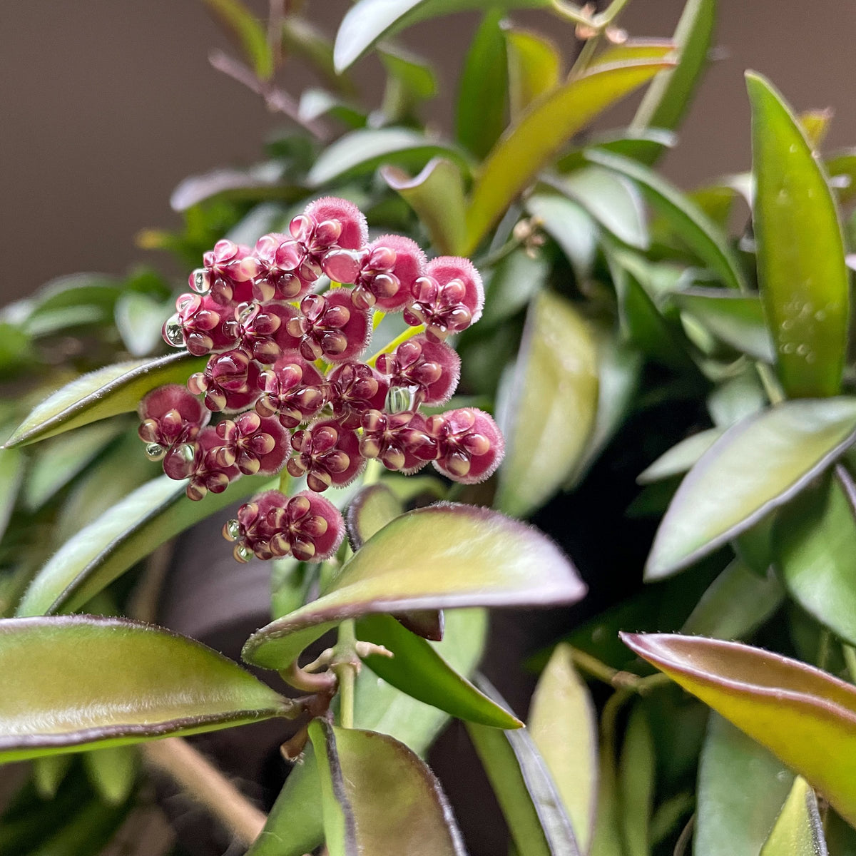 Hoya carnosa 'Tricolor' - 4" Pot