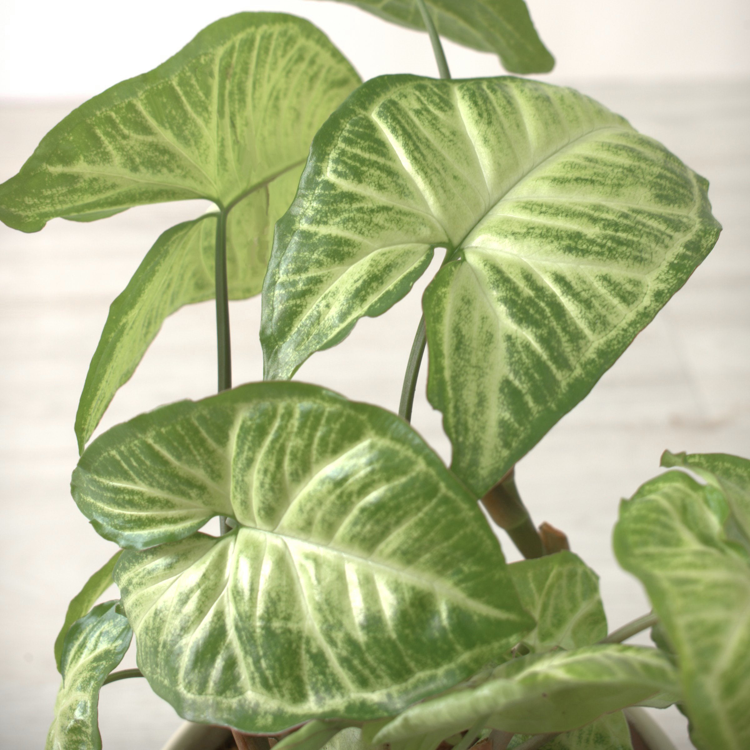 Syngonium 'White Butterfly' - 4" Pot