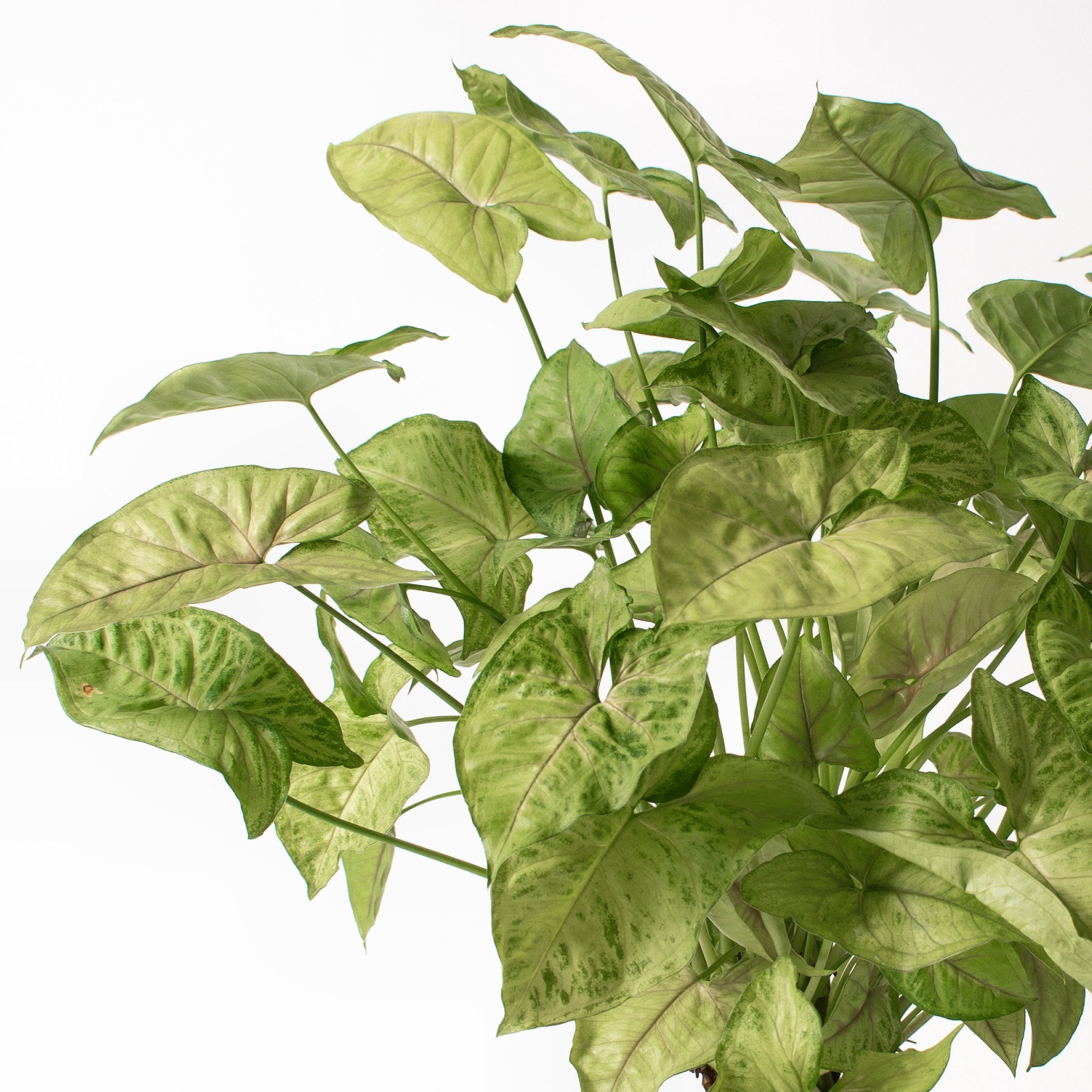Syngonium 'White Butterfly' - 4" Pot