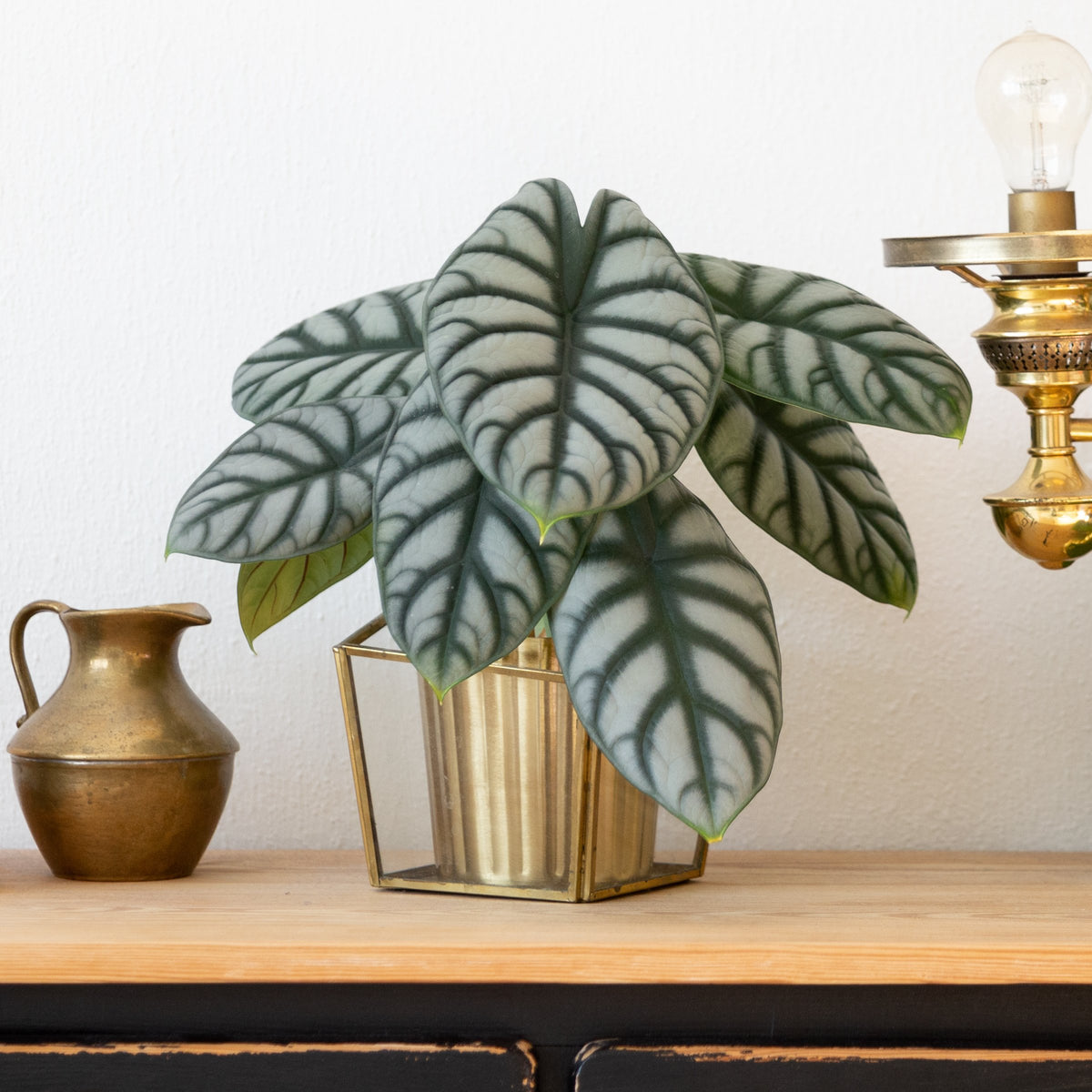 Alocasia baginda ‘Silver Dragon’ – 4" Pot