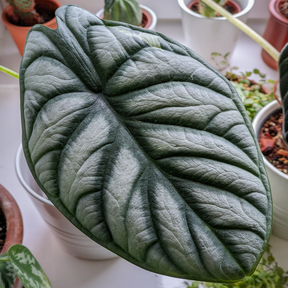 Alocasia baginda ‘Silver Dragon’ – 4" Pot