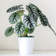 Alocasia baginda ‘Silver Dragon’ – 4" Pot