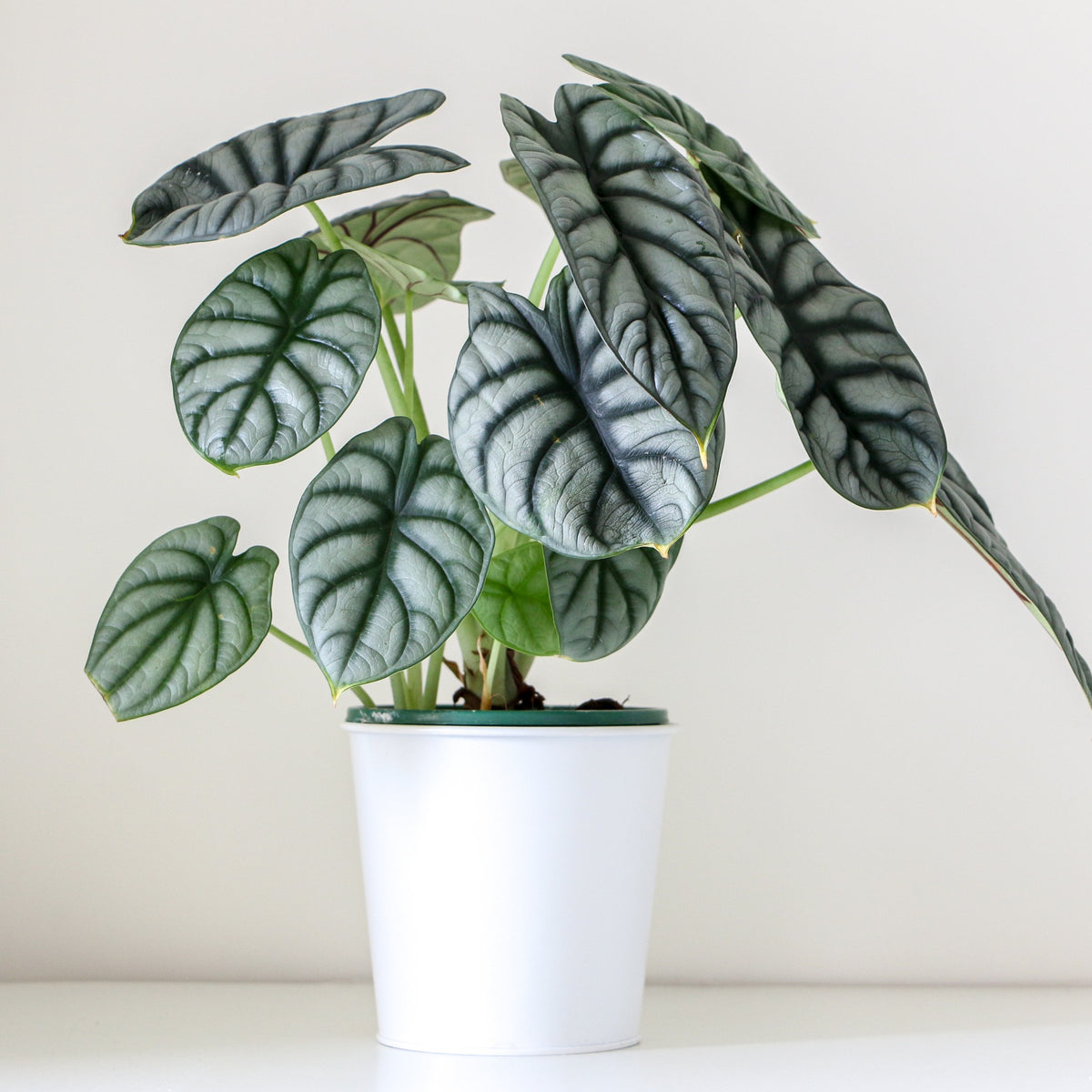 Alocasia baginda ‘Silver Dragon’ – 4" Pot
