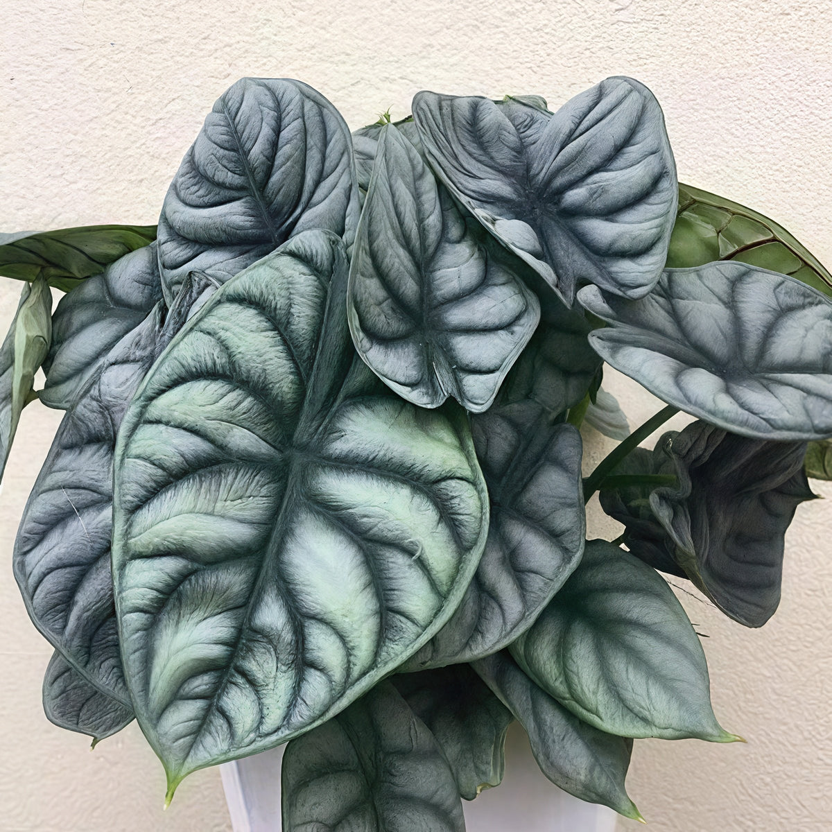 Alocasia baginda ‘Silver Dragon’ – 4" Pot