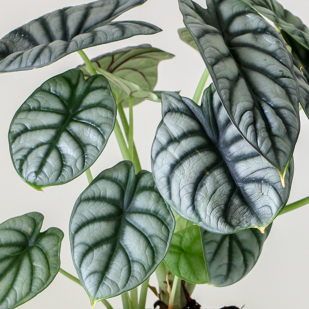 Alocasia baginda ‘Silver Dragon’ – 4" Pot