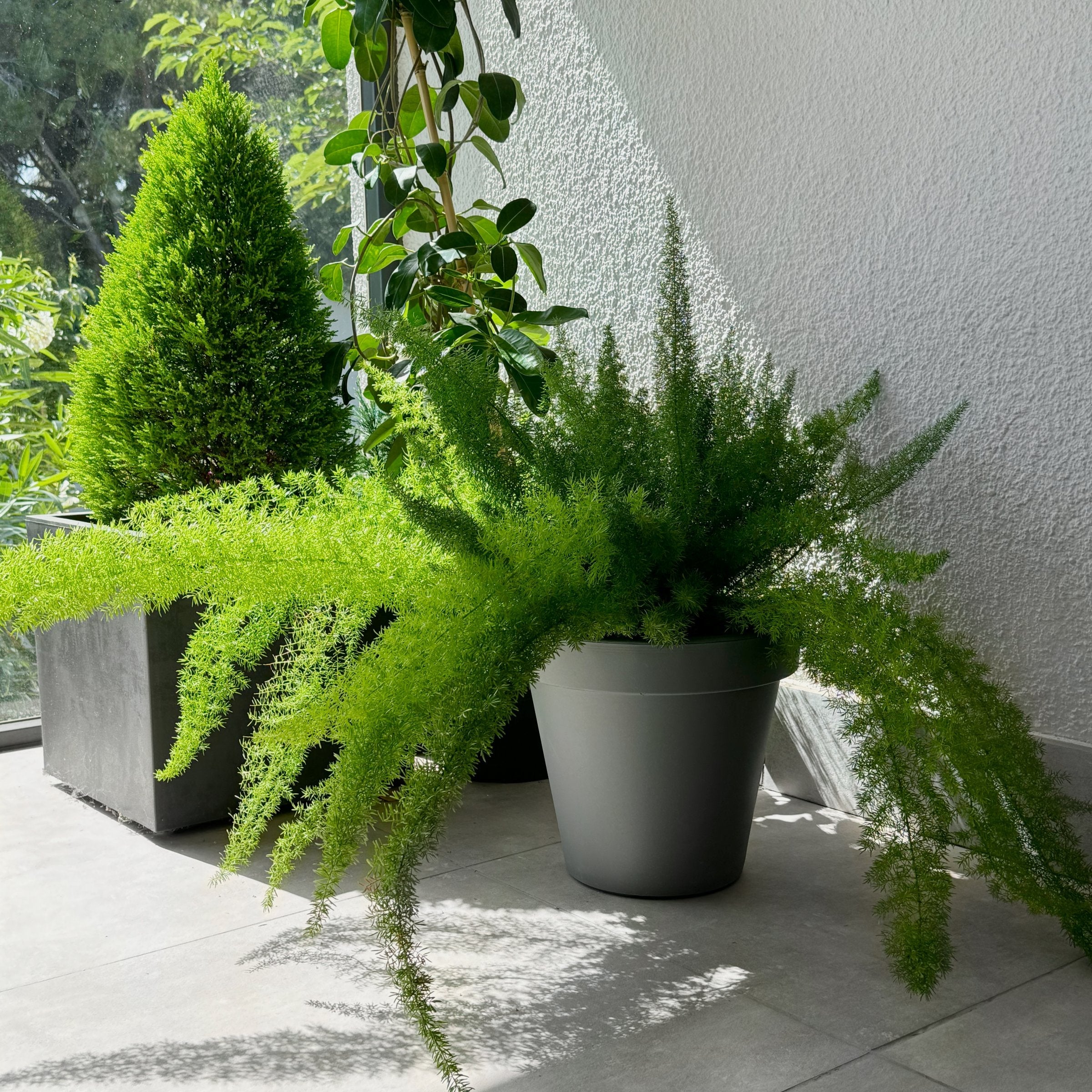 foxtail hanging plant Asparagus densiflorus Sprengeri (Foxtail Fern), 10" Hanging Pot