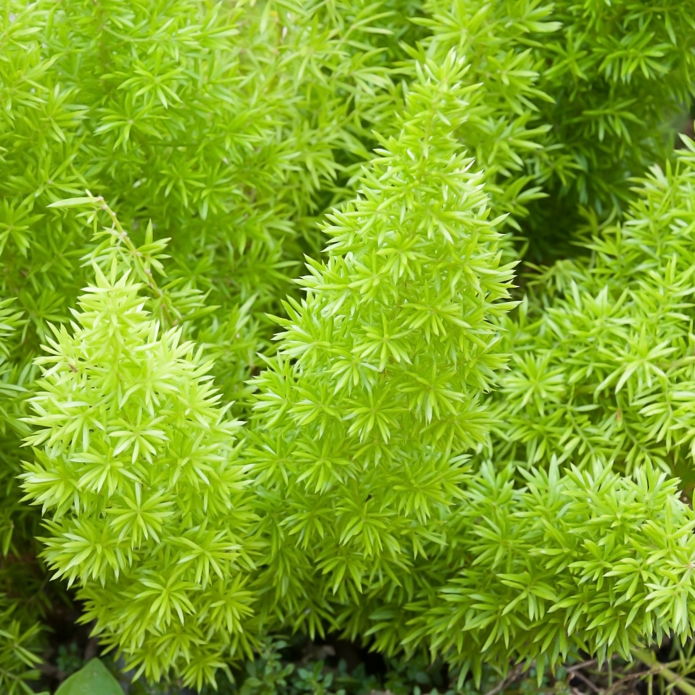 Asparagus densiflorus Sprengeri (Foxtail Fern), 10" Hanging Pot