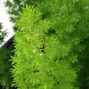 Asparagus densiflorus Sprengeri (Foxtail Fern), 10" Hanging Pot