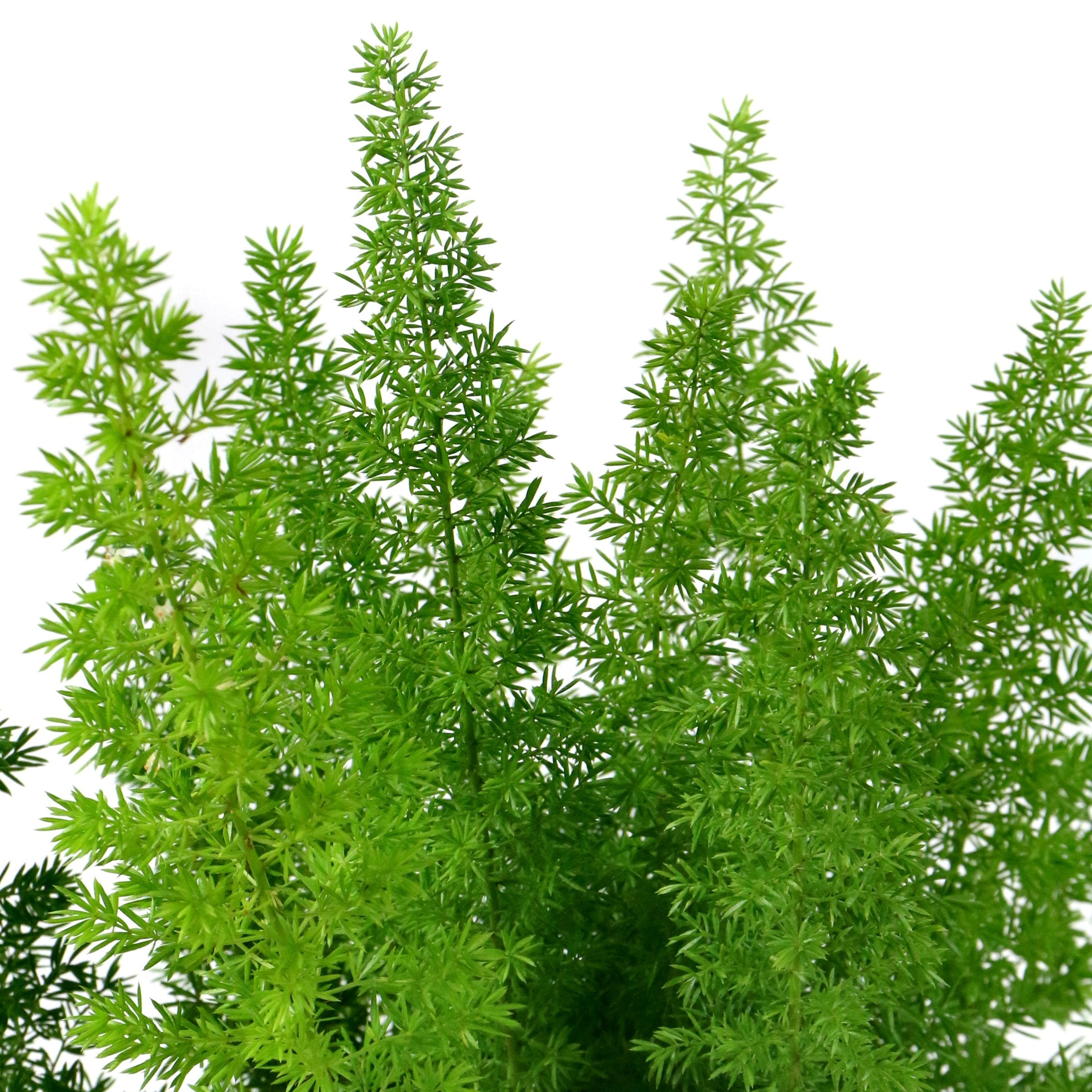 Asparagus densiflorus Sprengeri (Foxtail Fern), 10" Hanging Pot